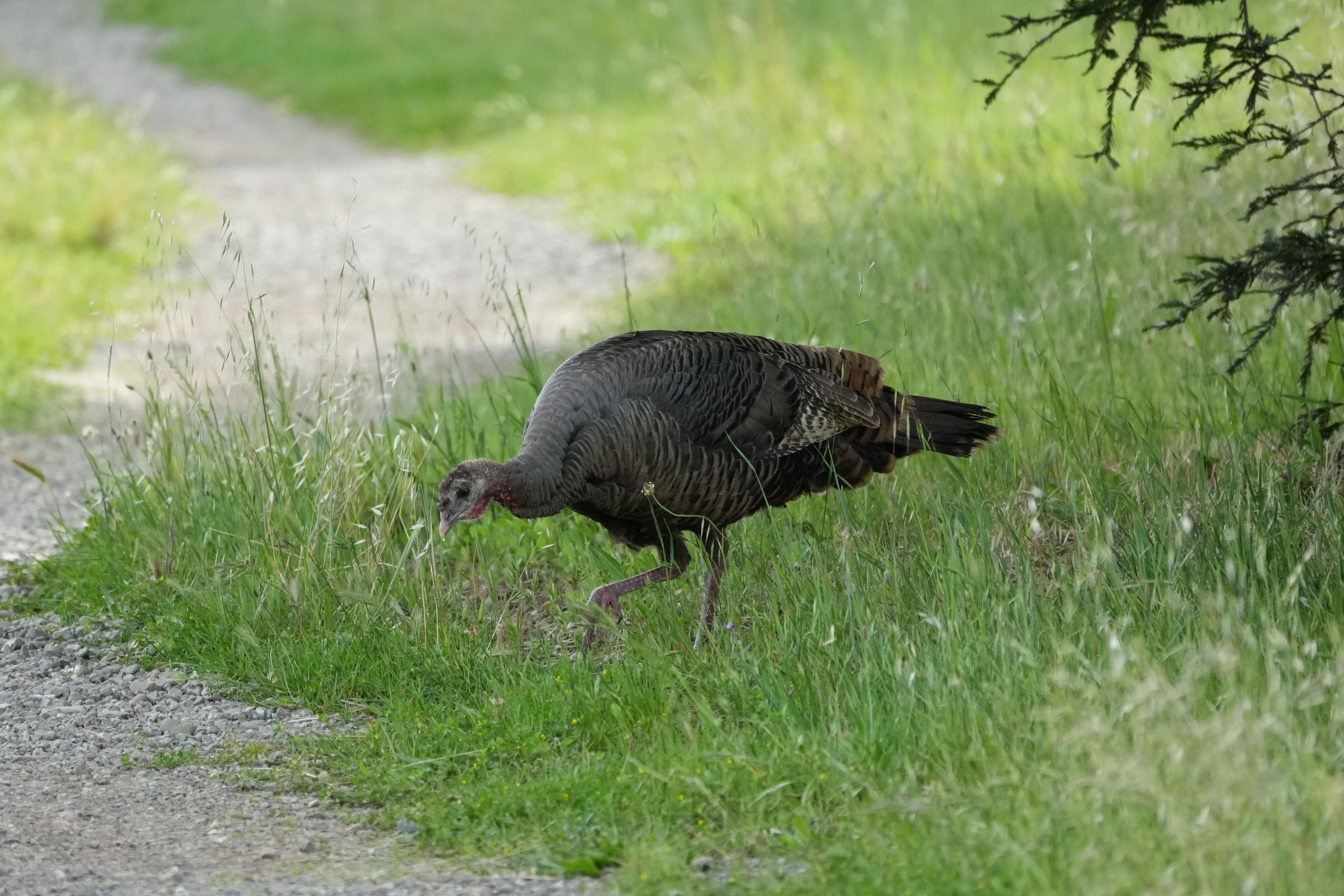 Lake Chabot Regional Park
