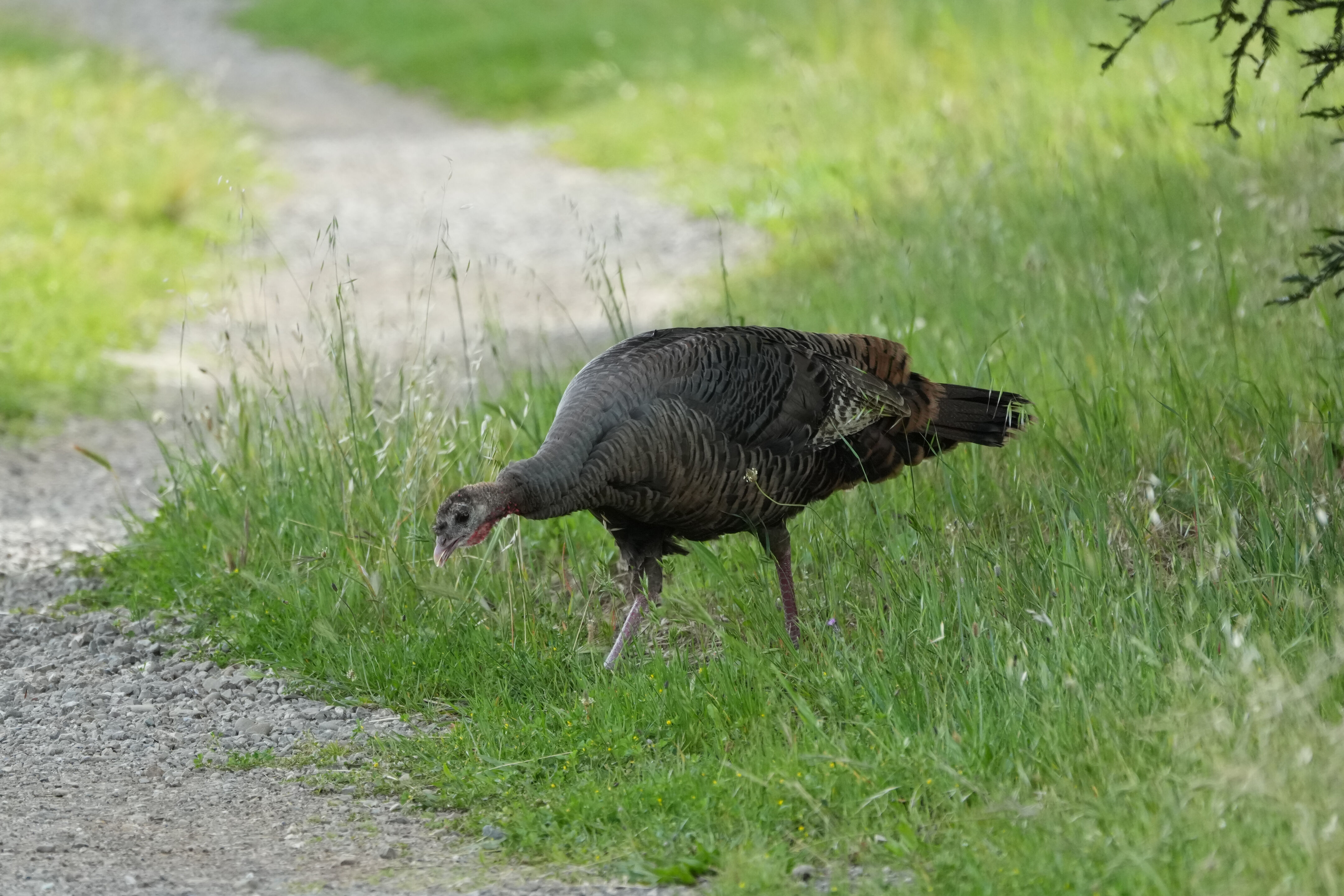 Lake Chabot Regional Park