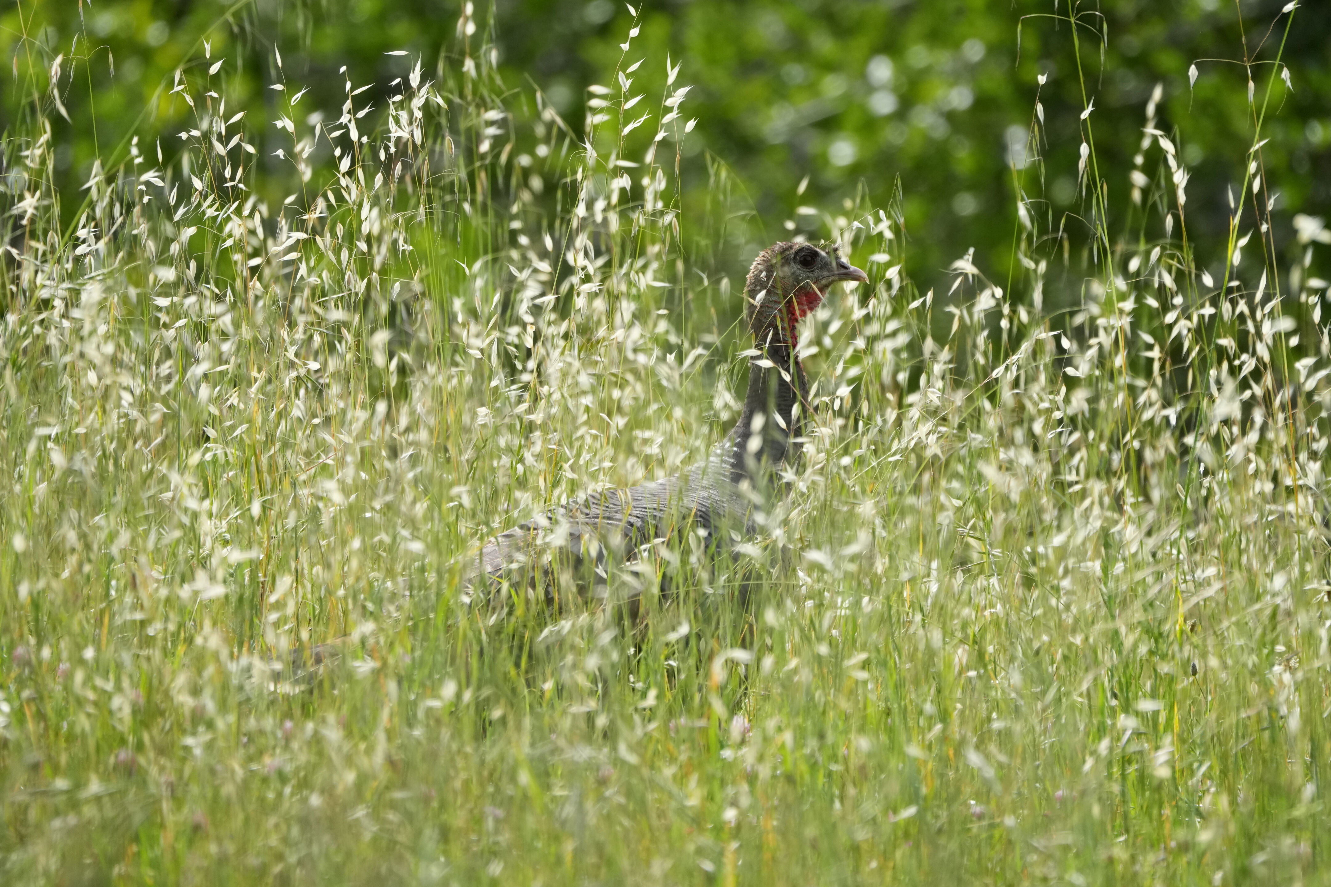 Wild Turkey In Bush