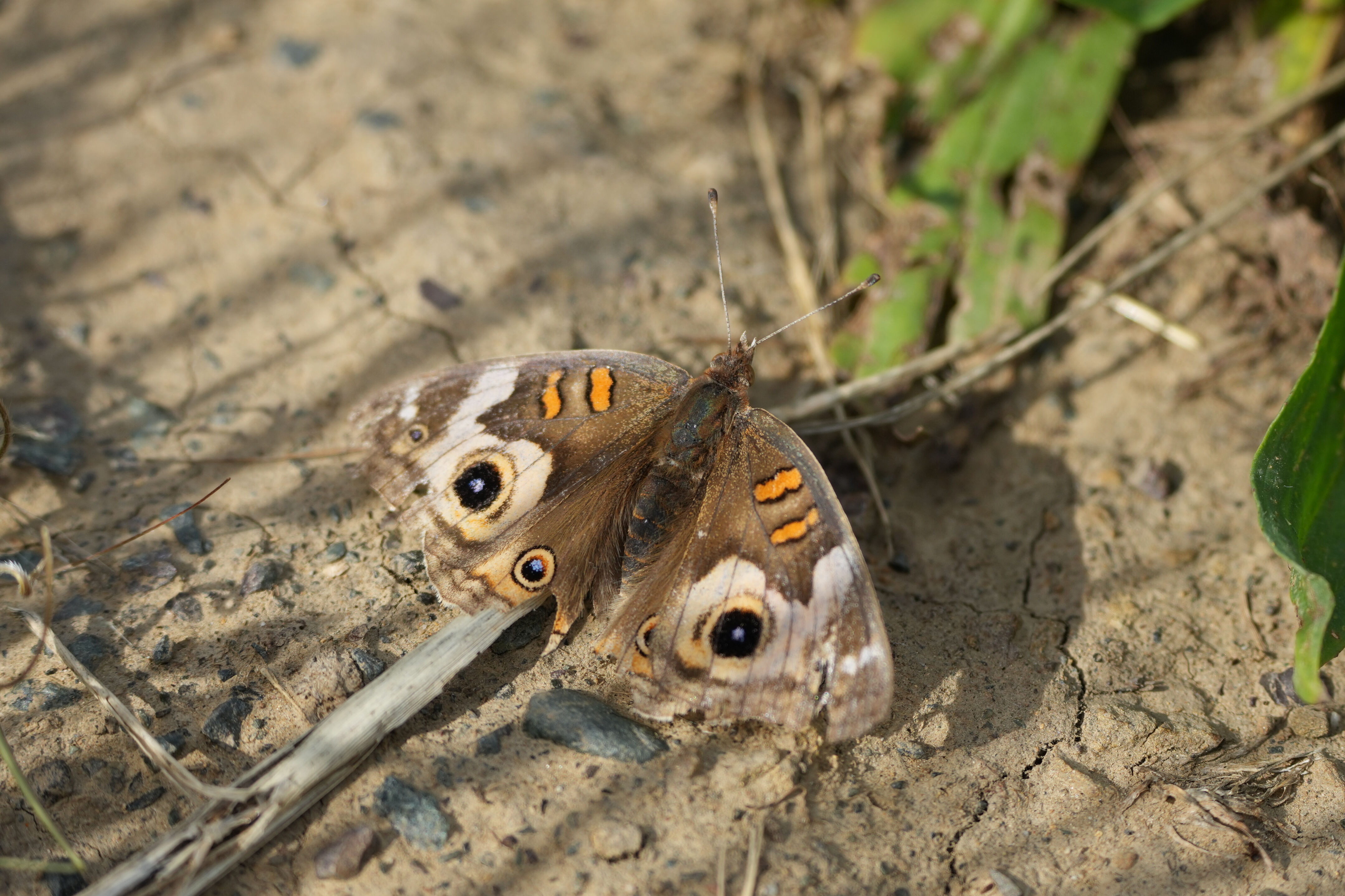 Lake Chabot Regional Park