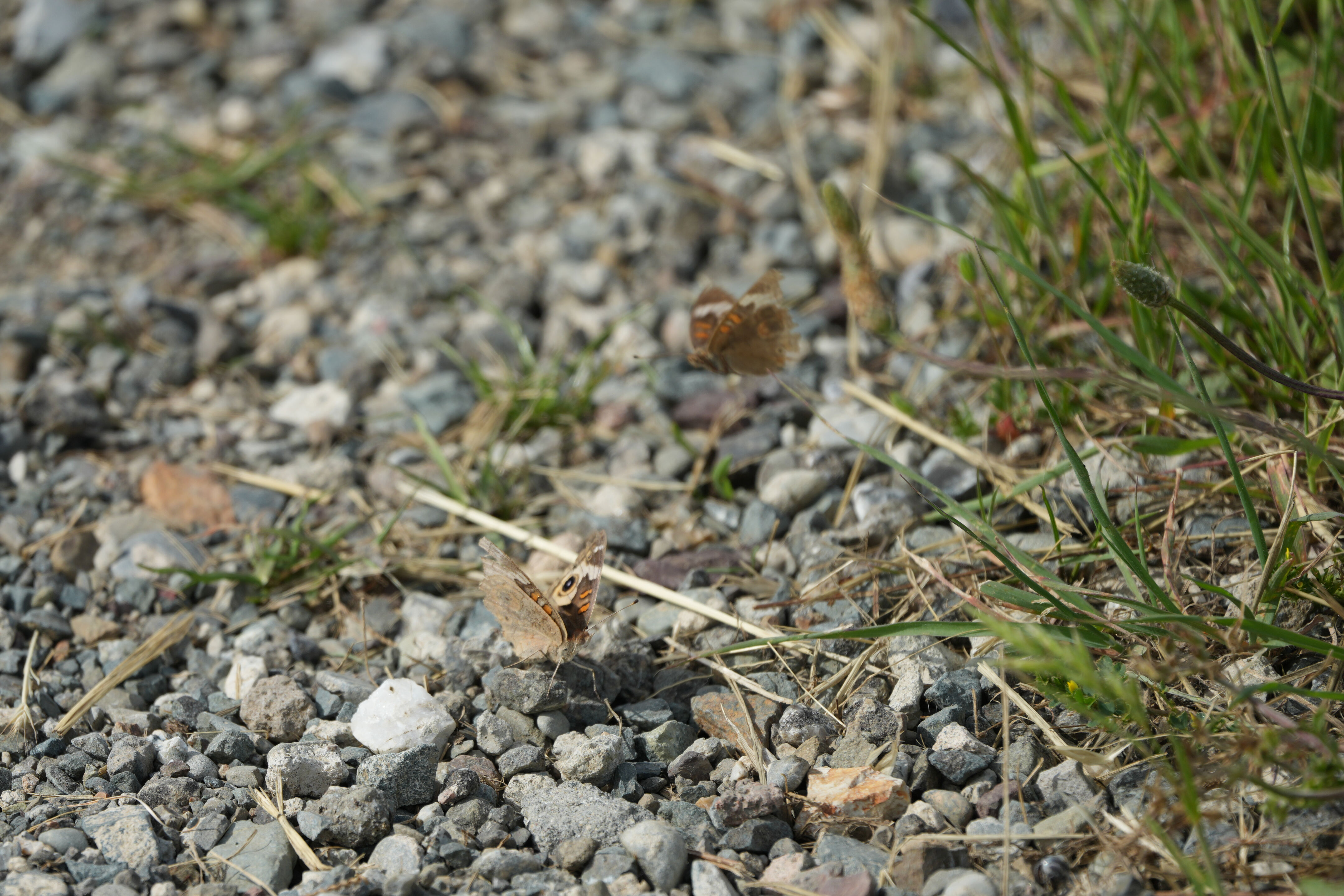 Lake Chabot Regional Park