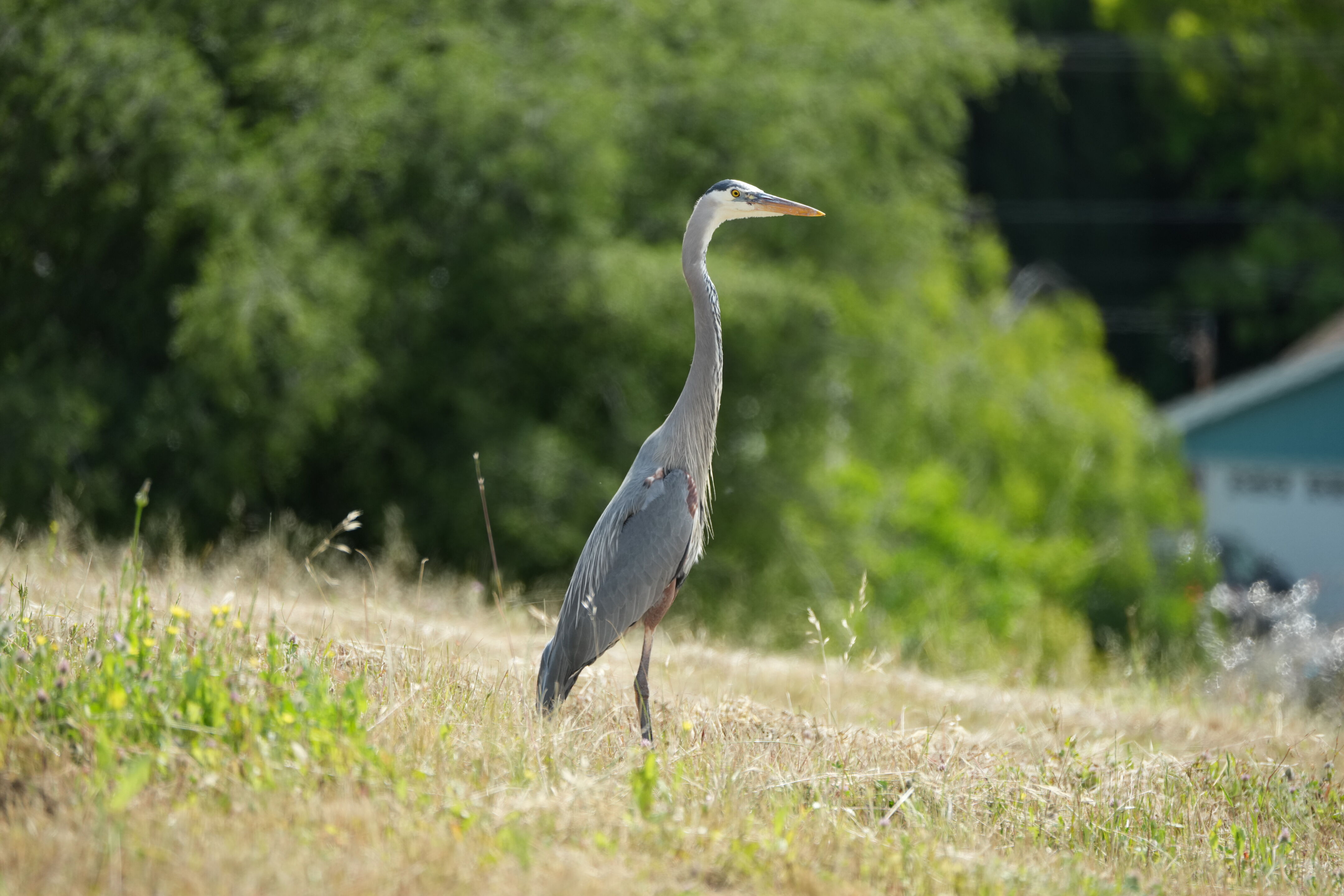 Lake Chabot Regional Park