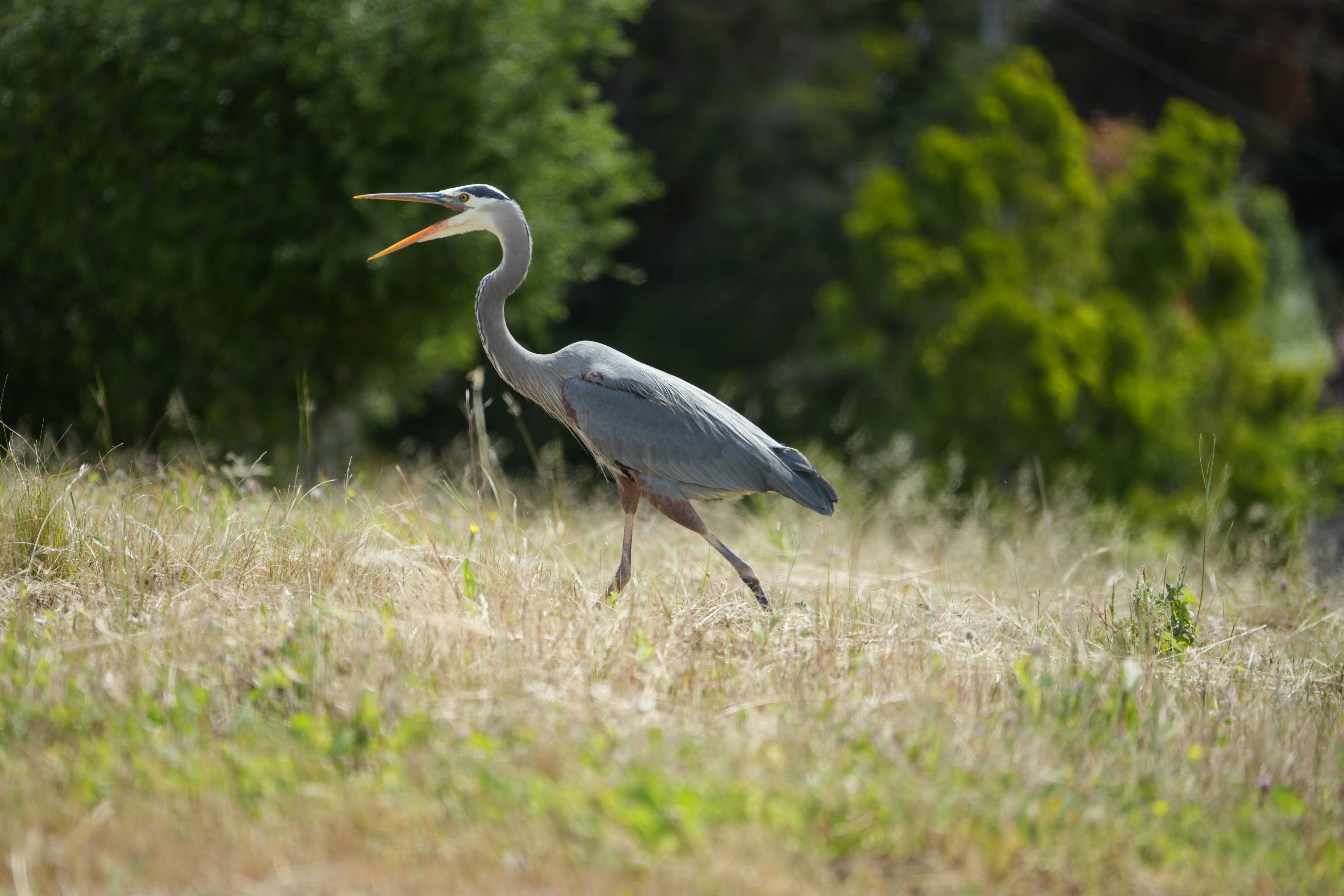 Lake Chabot Regional Park