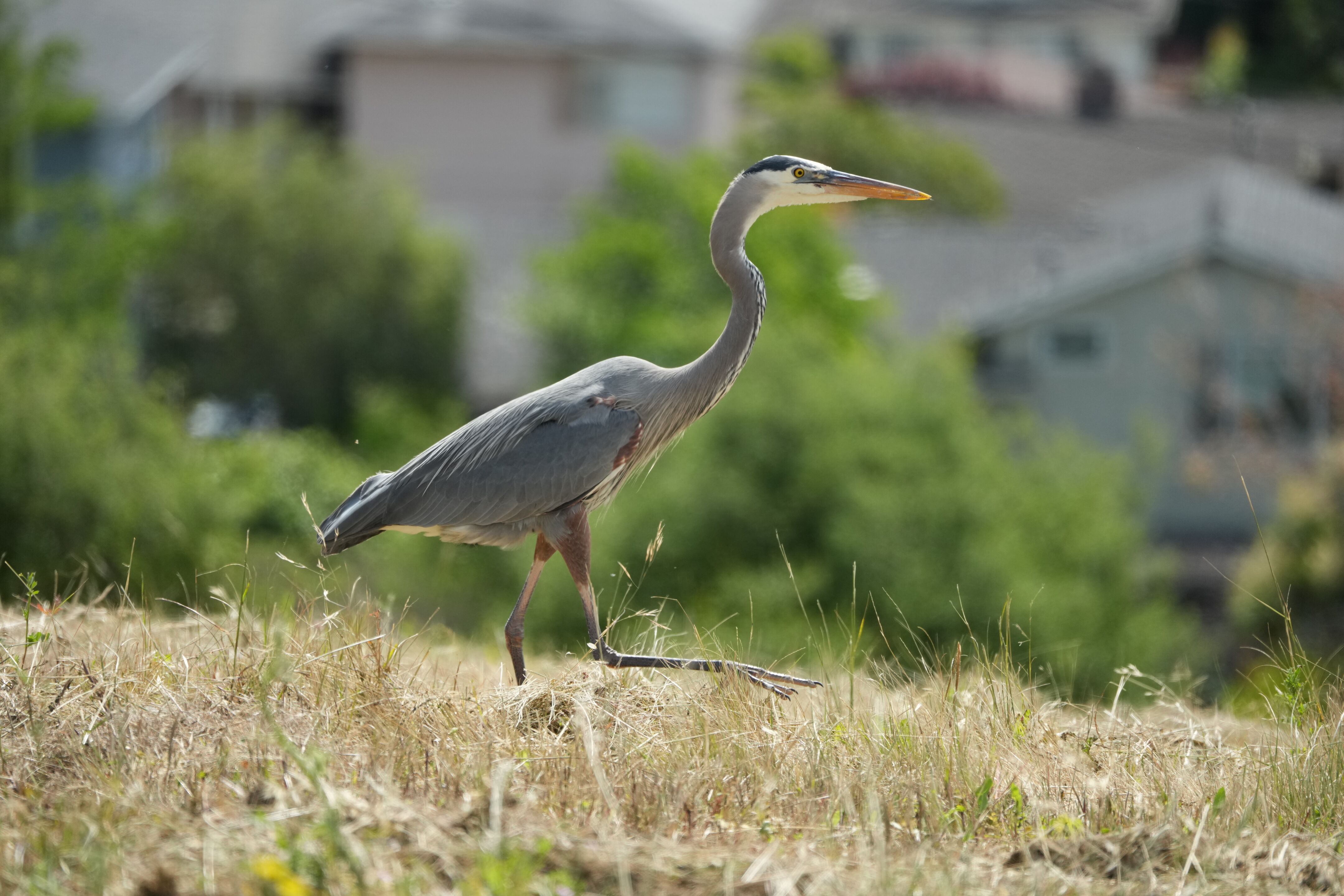 Lake Chabot Regional Park