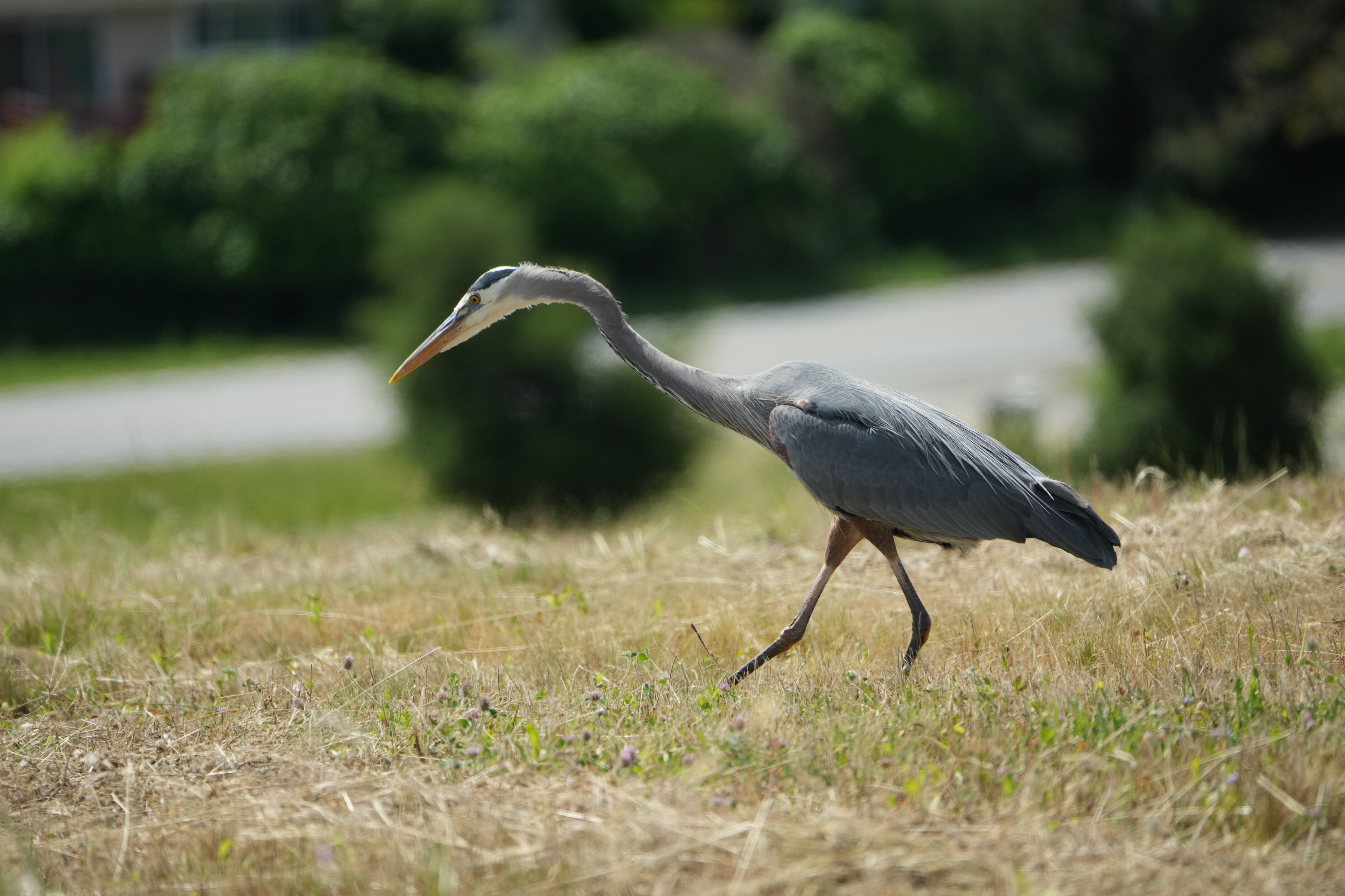 Lake Chabot Regional Park