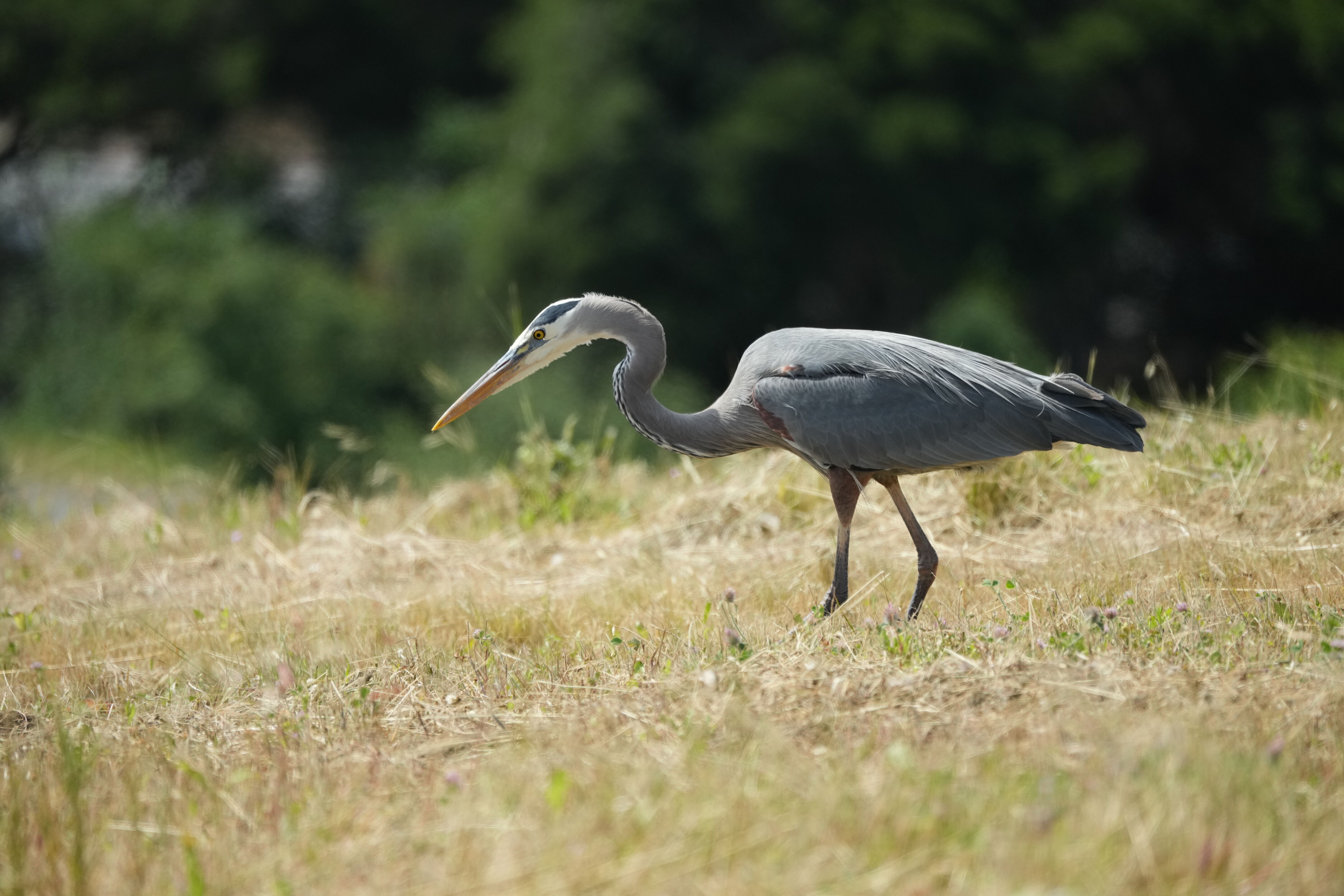 Lake Chabot Regional Park