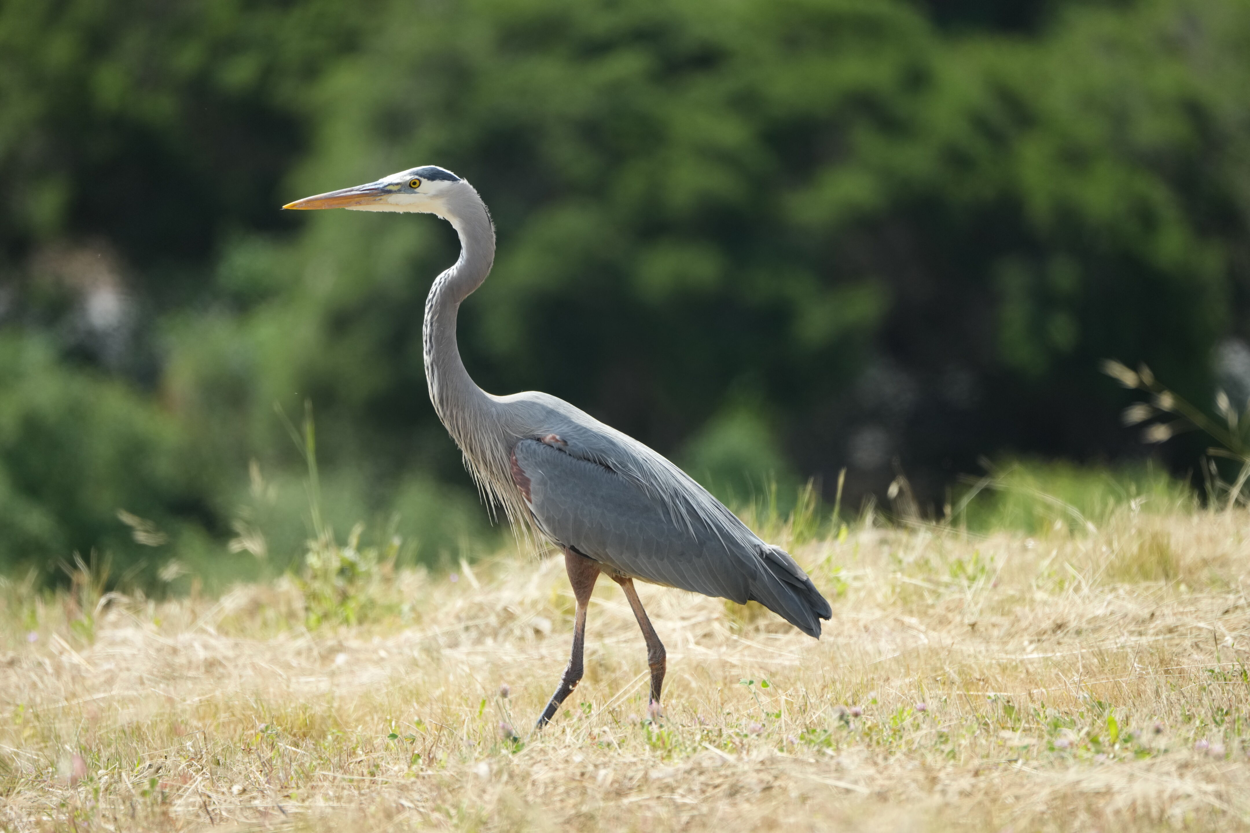 Lake Chabot Regional Park