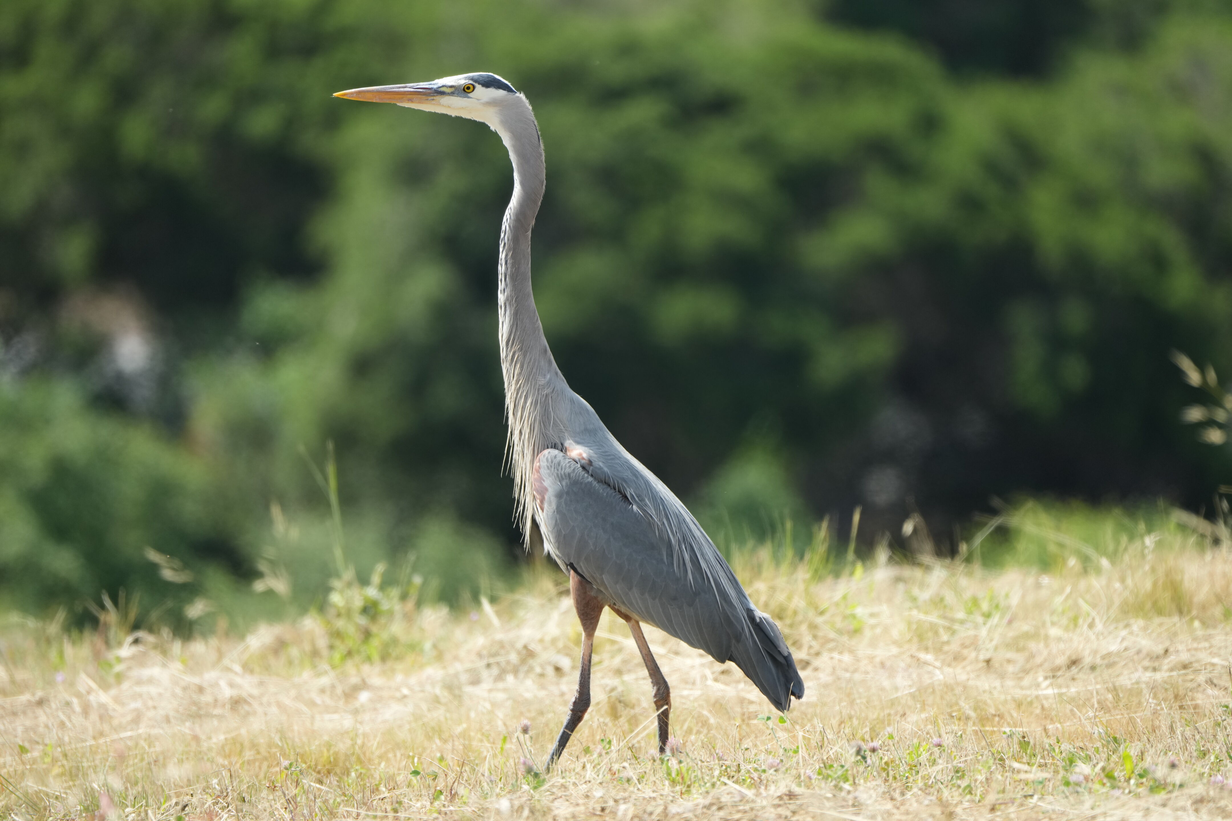 Lake Chabot Regional Park