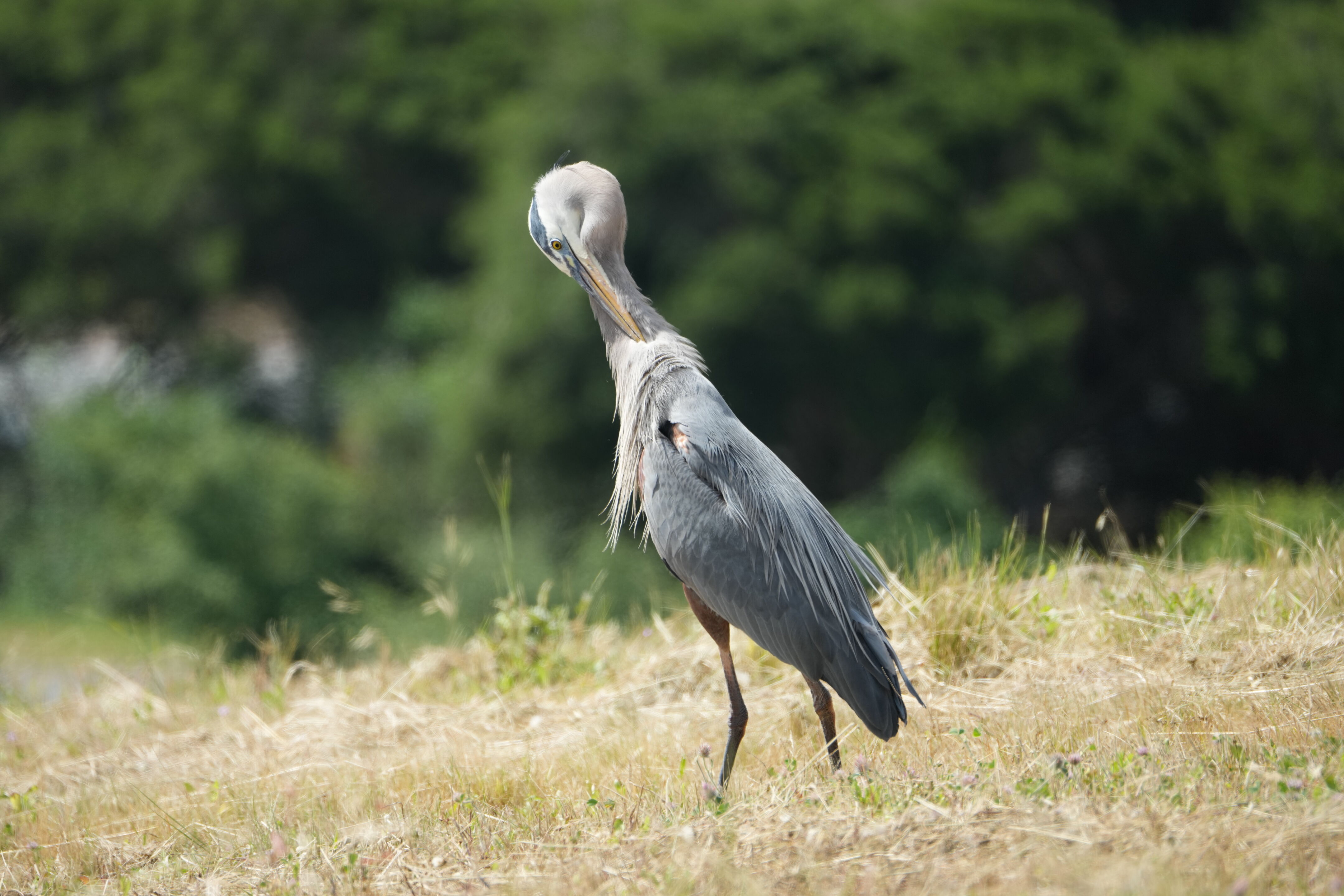 Lake Chabot Regional Park