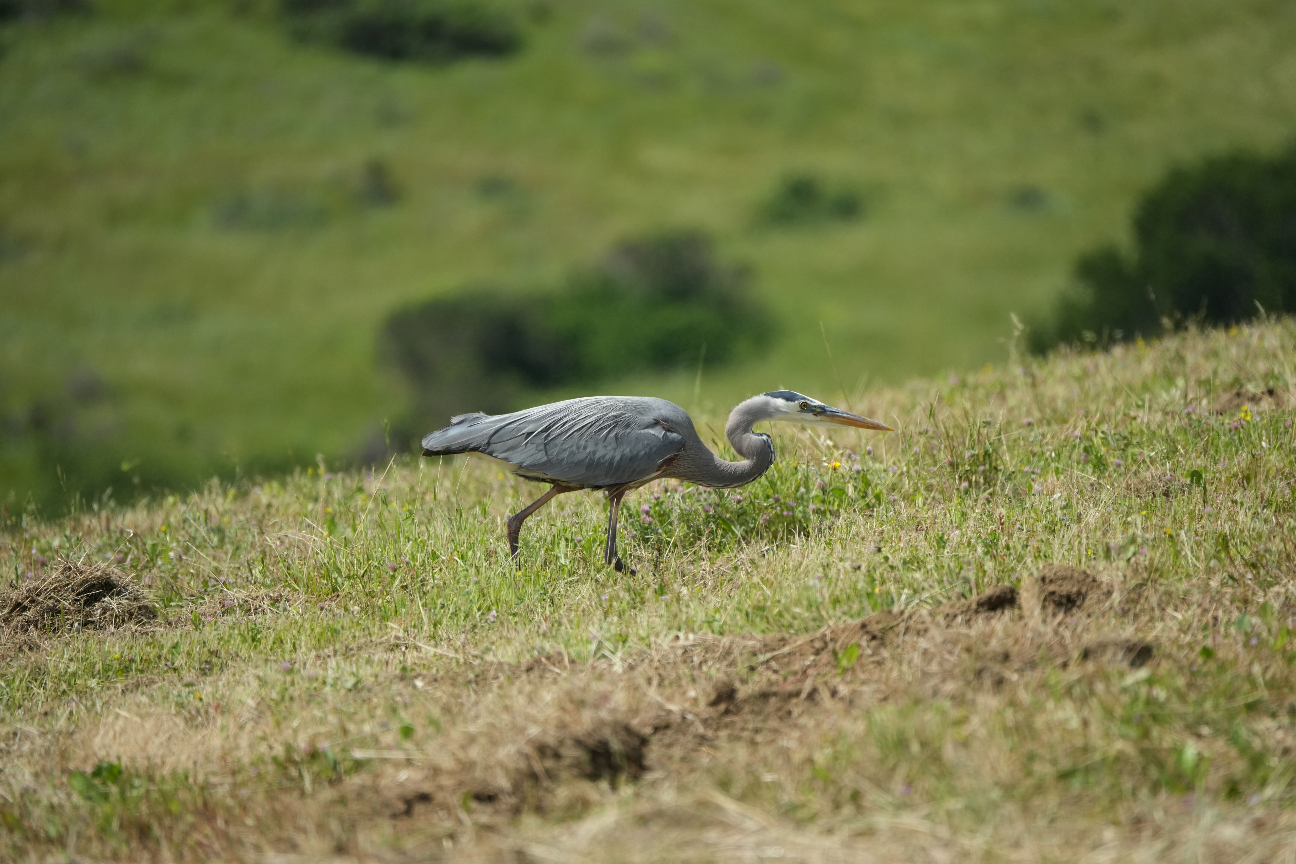 Lake Chabot Regional Park