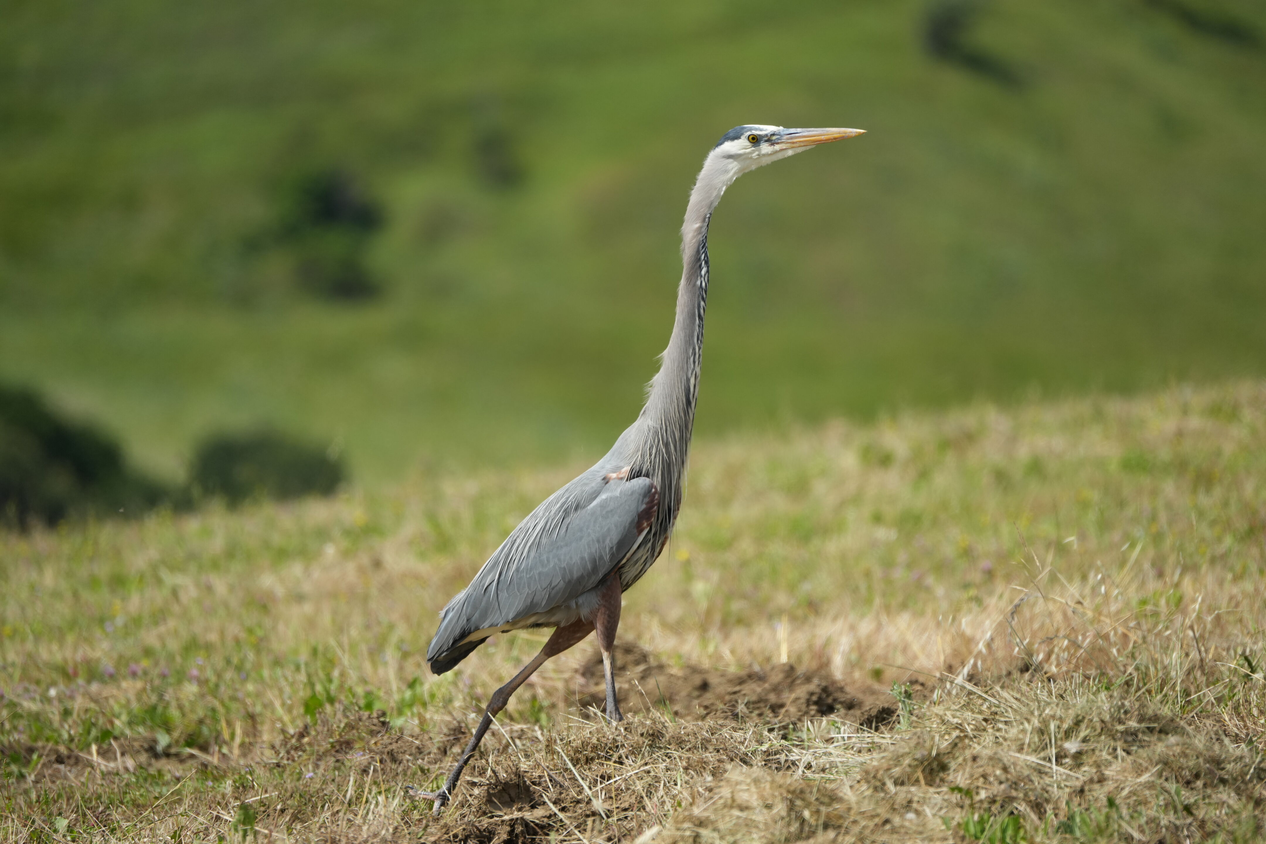 Lake Chabot Regional Park
