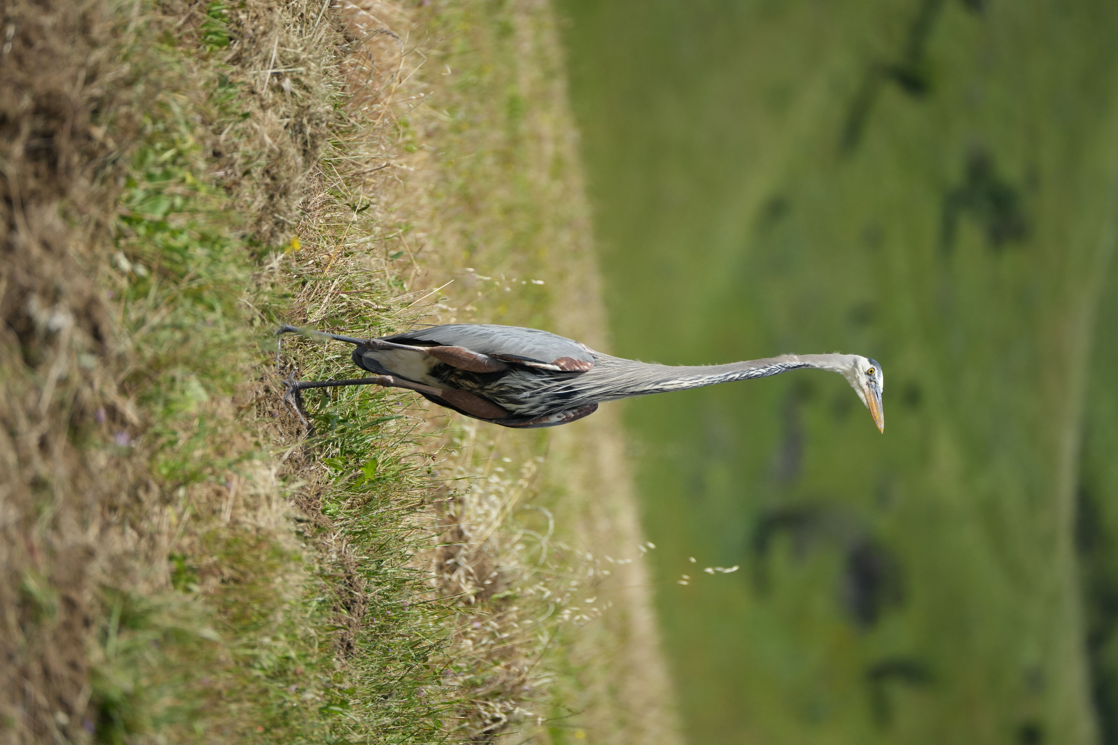 Lake Chabot Regional Park