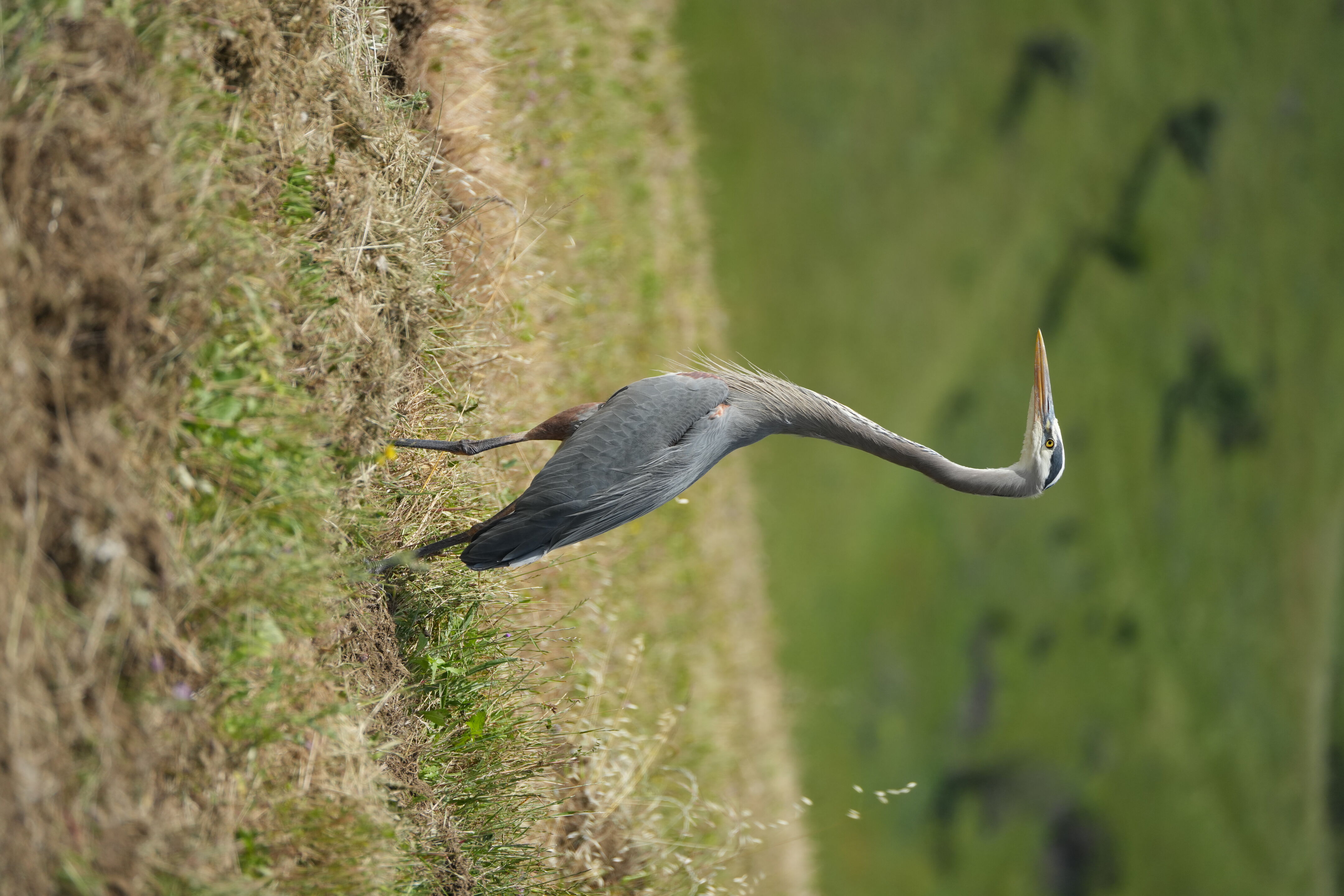 Lake Chabot Regional Park