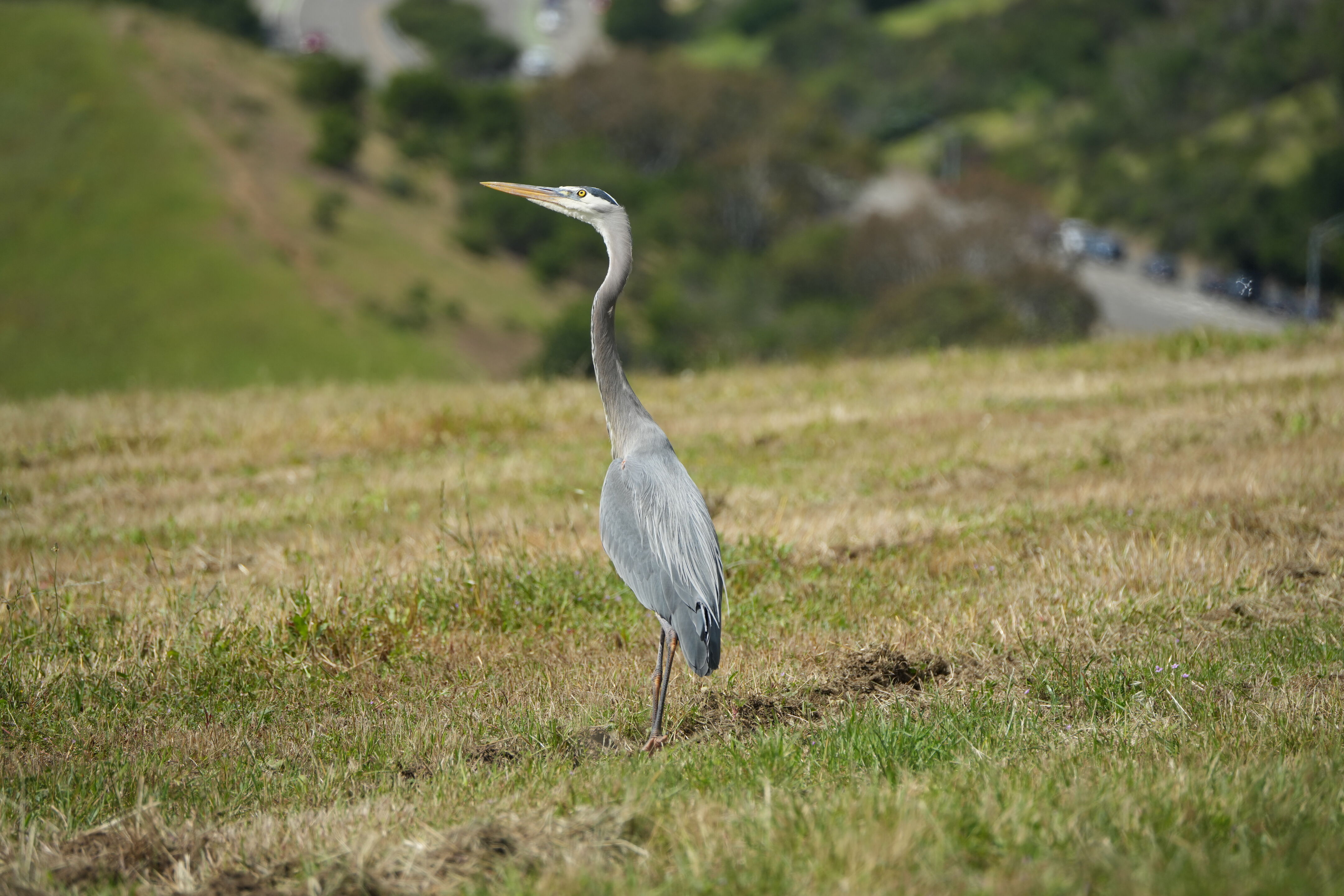 Lake Chabot Regional Park