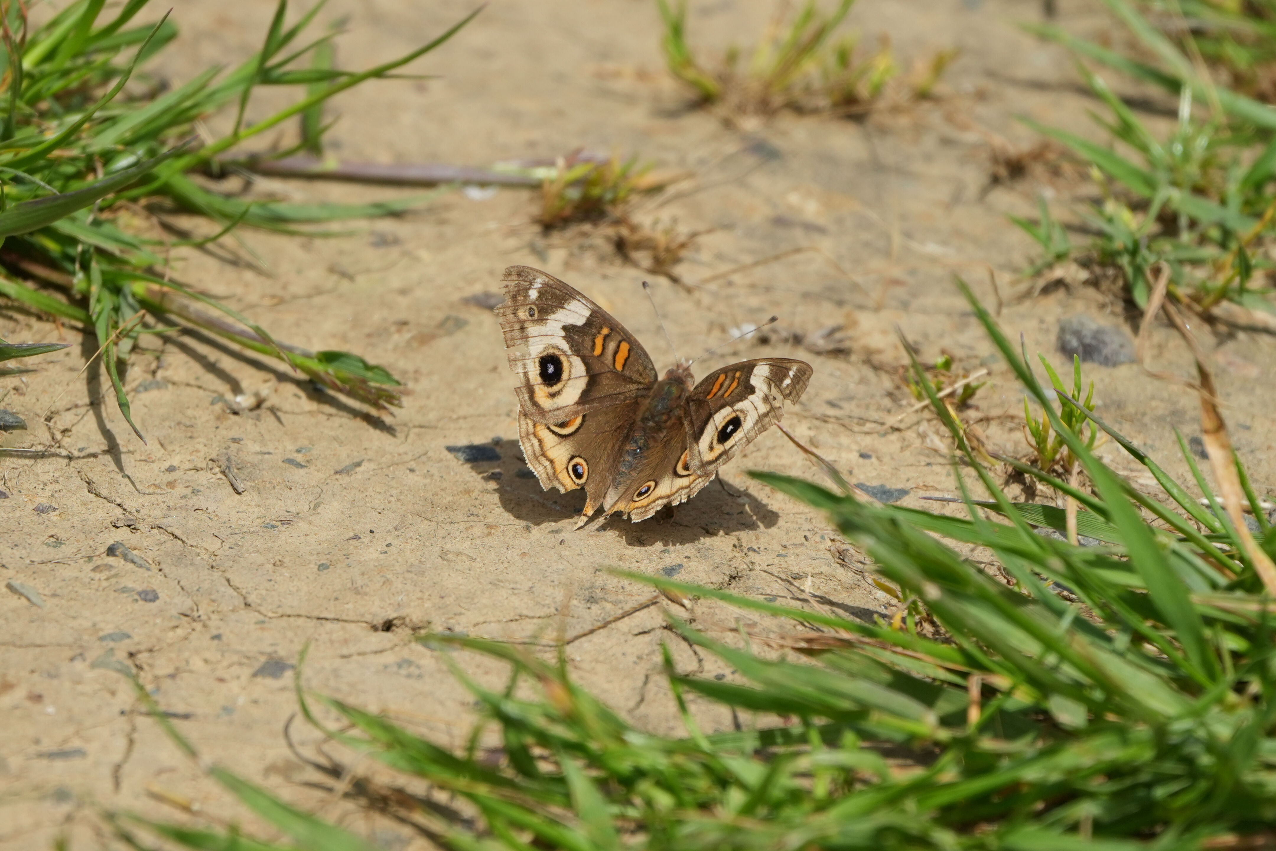 Lake Chabot Regional Park