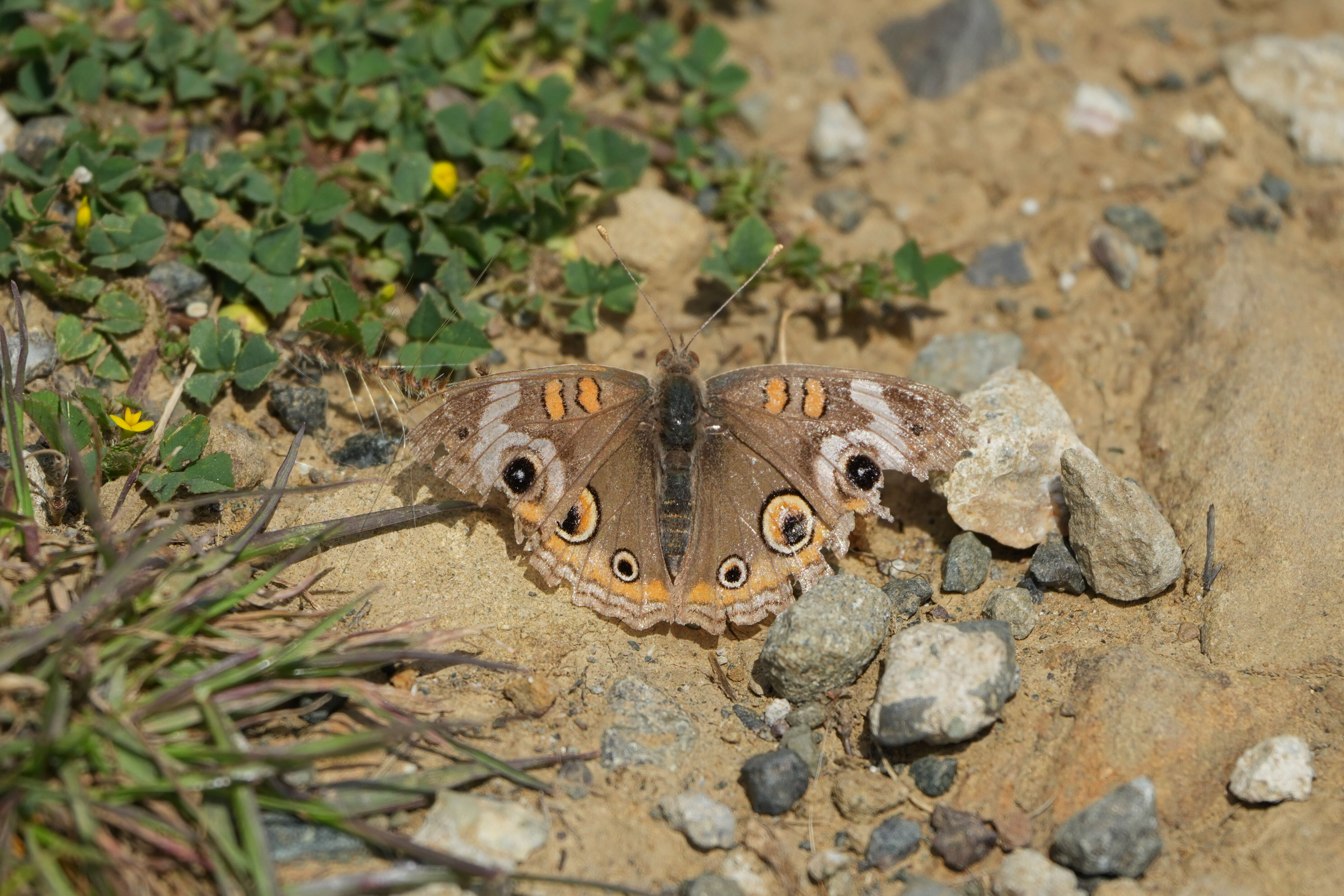 Lake Chabot Regional Park
