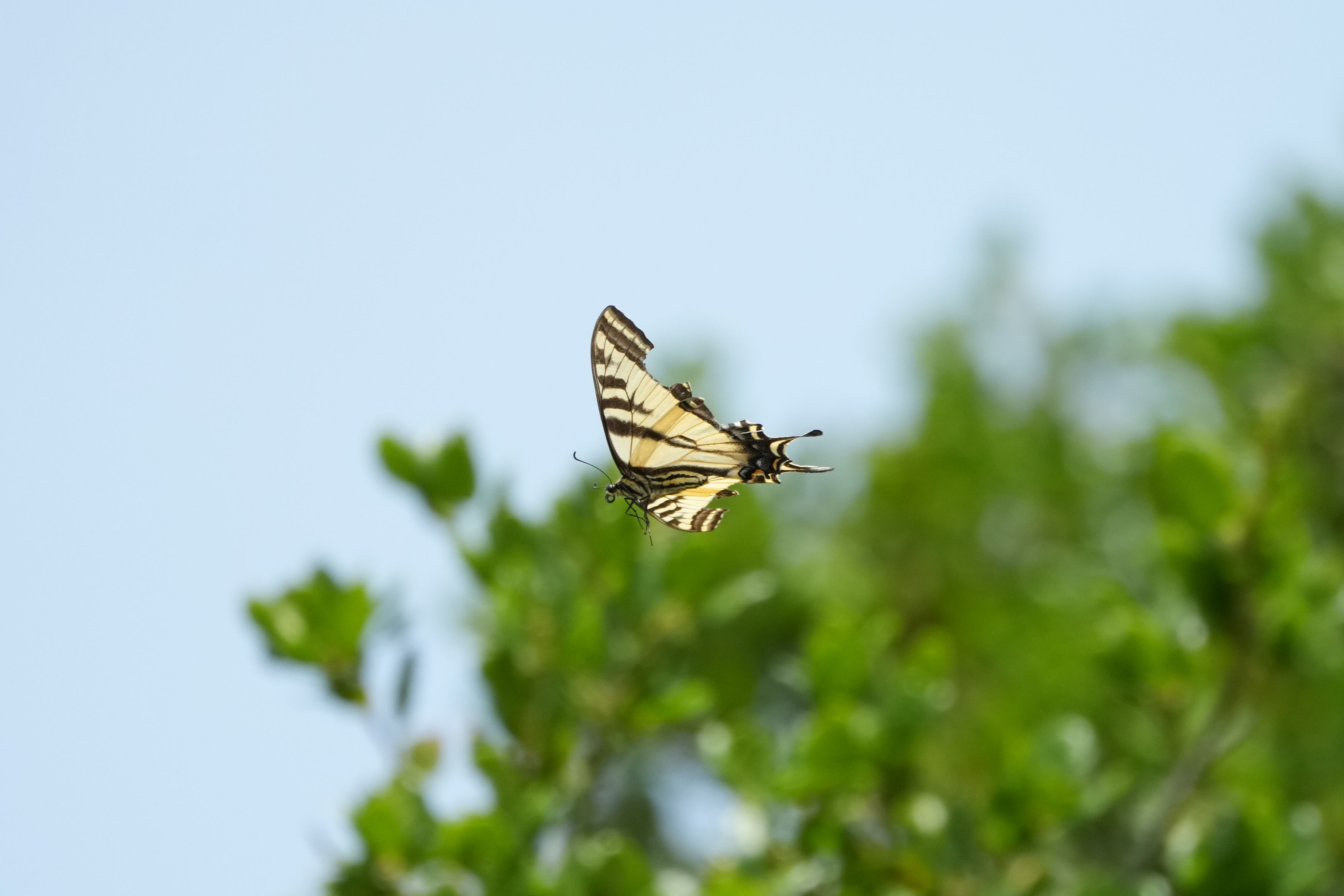 Lake Chabot Regional Park