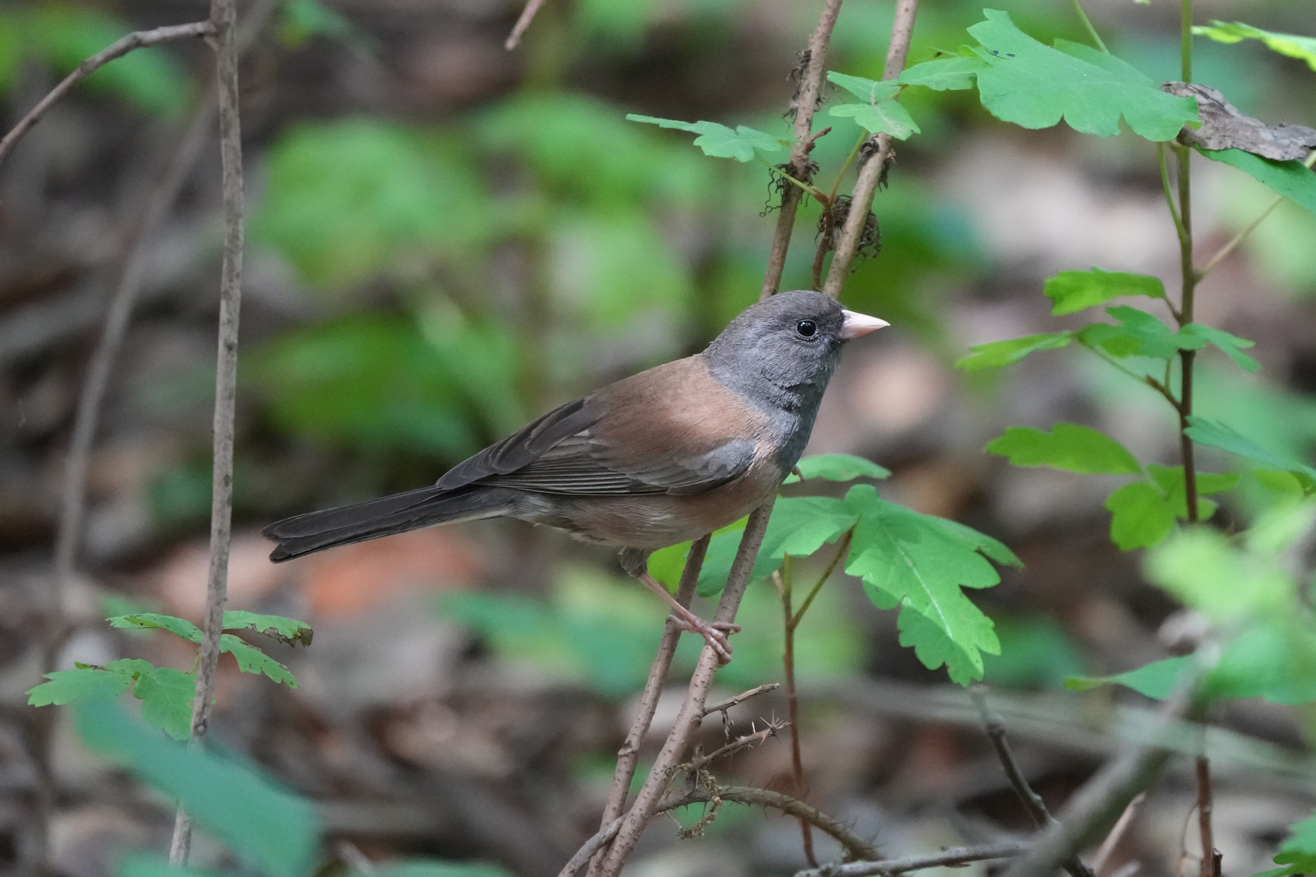 Lake Chabot Regional Park