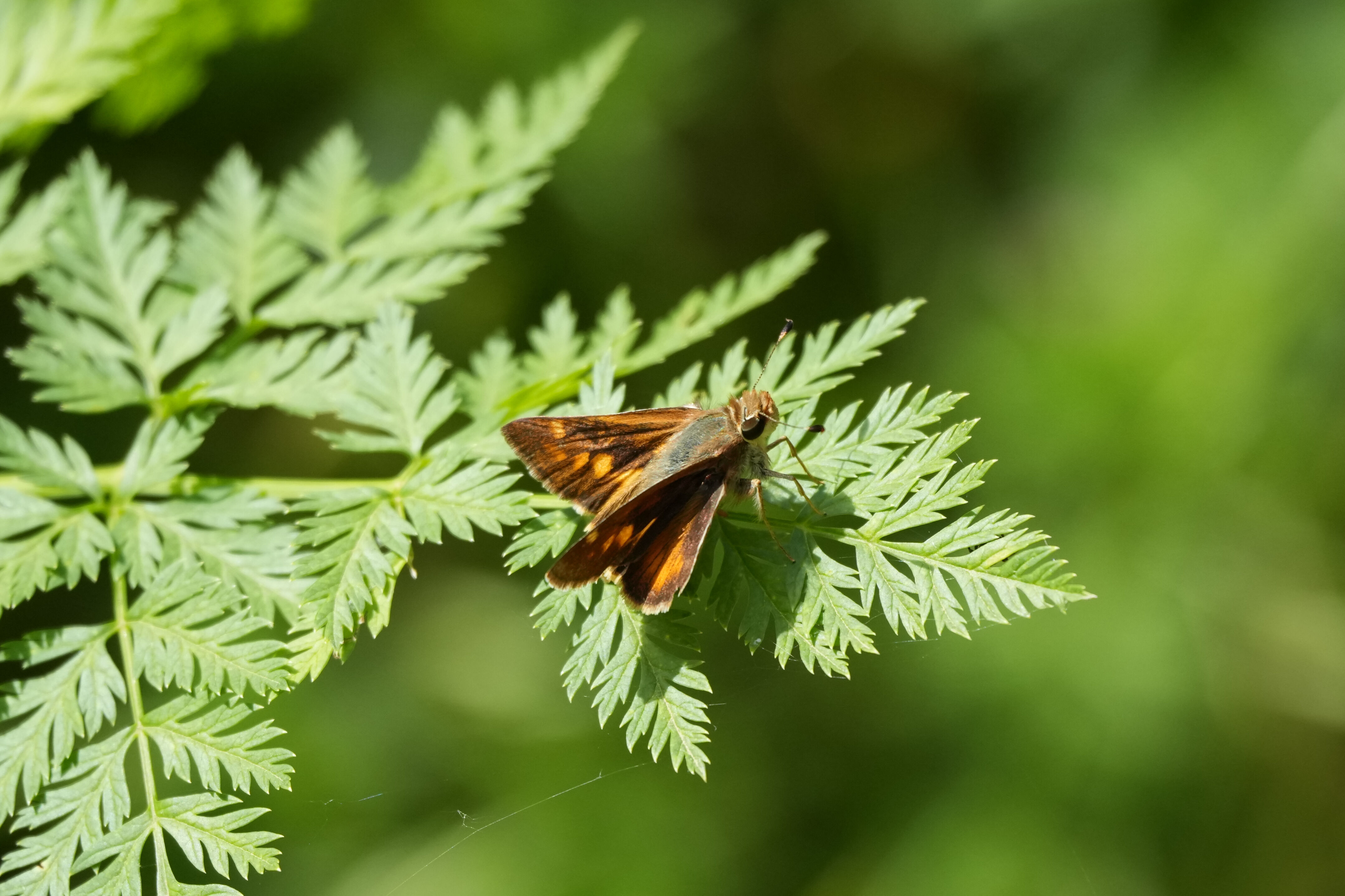 Lake Chabot Regional Park