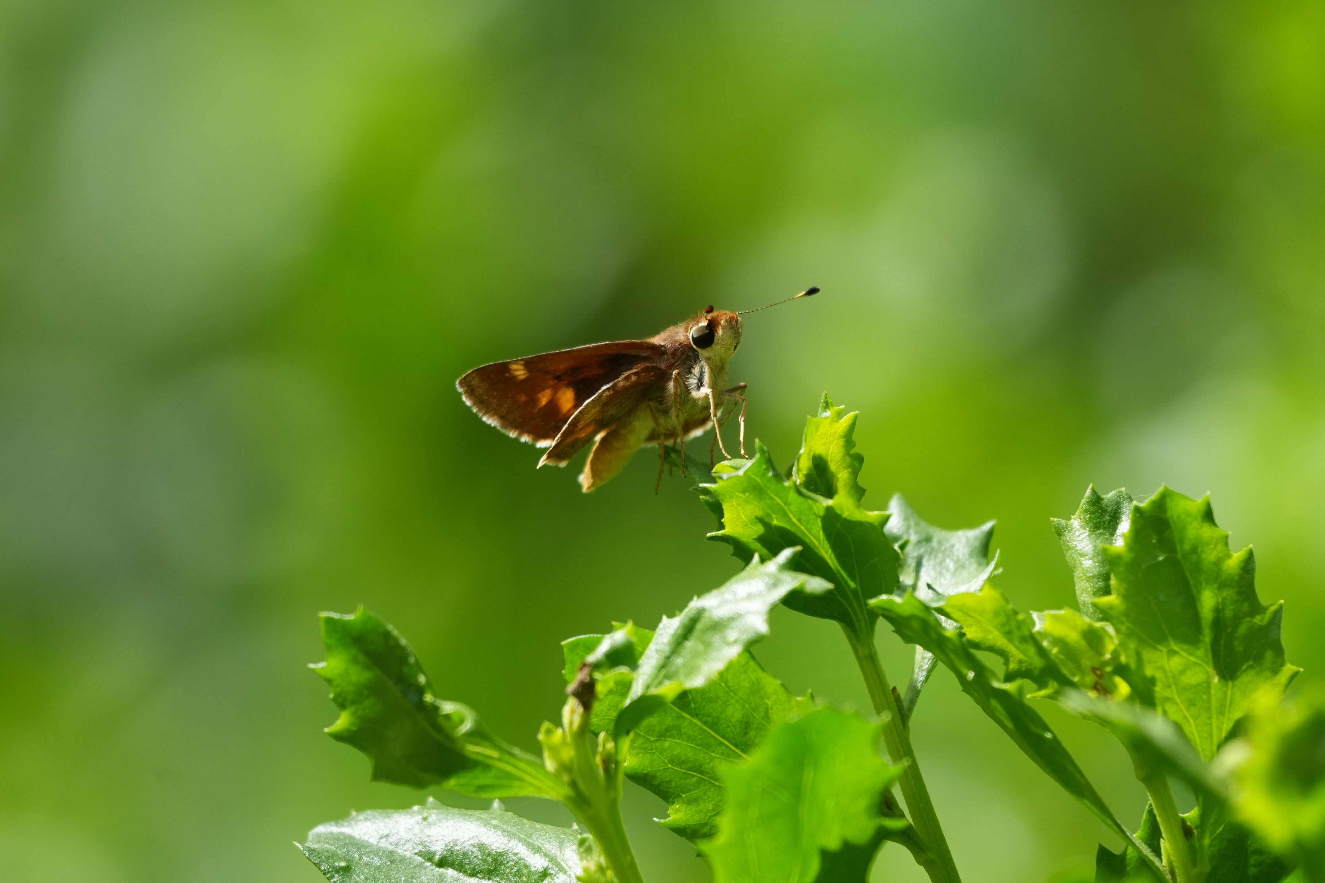 Lake Chabot Regional Park