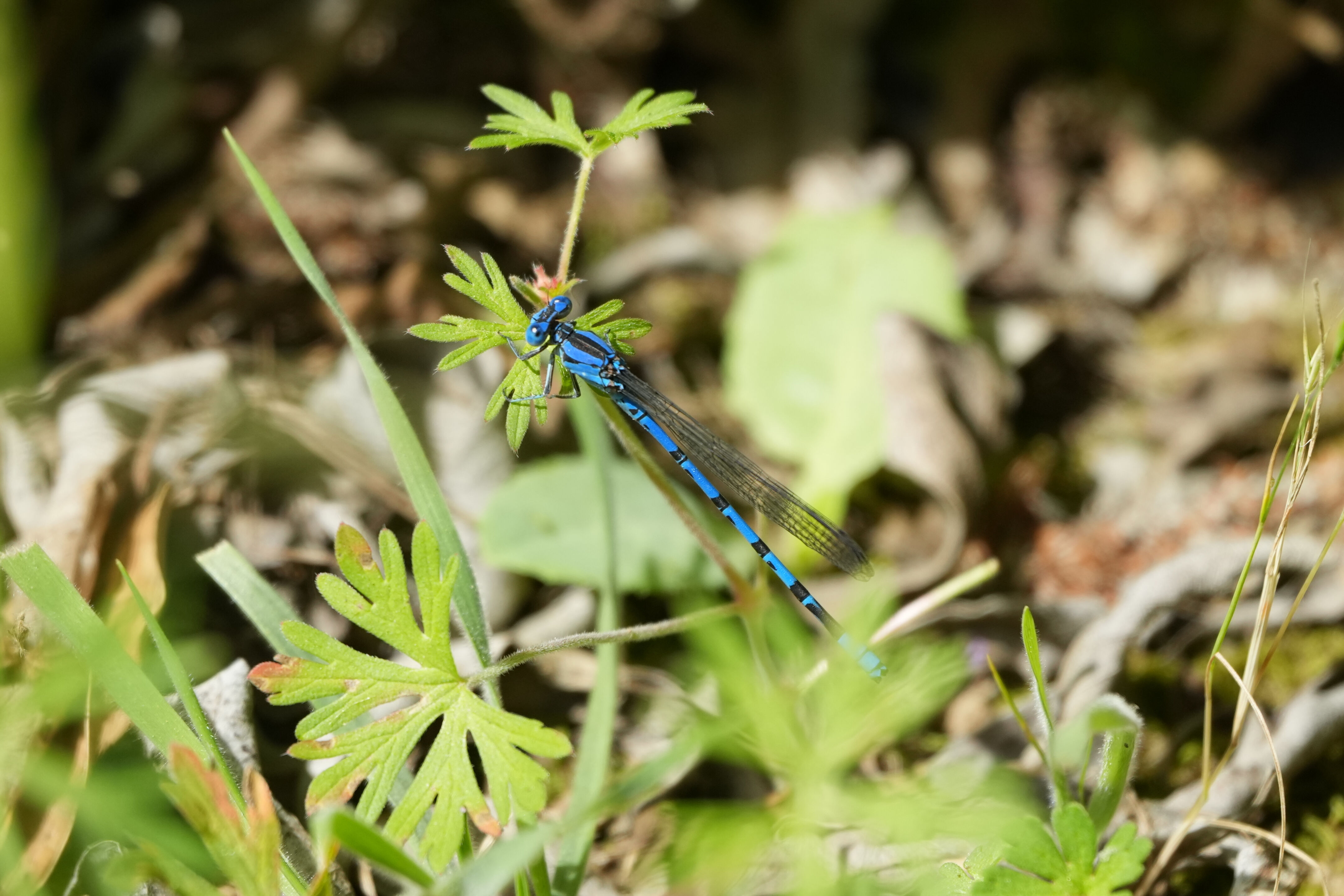 Lake Chabot Regional Park
