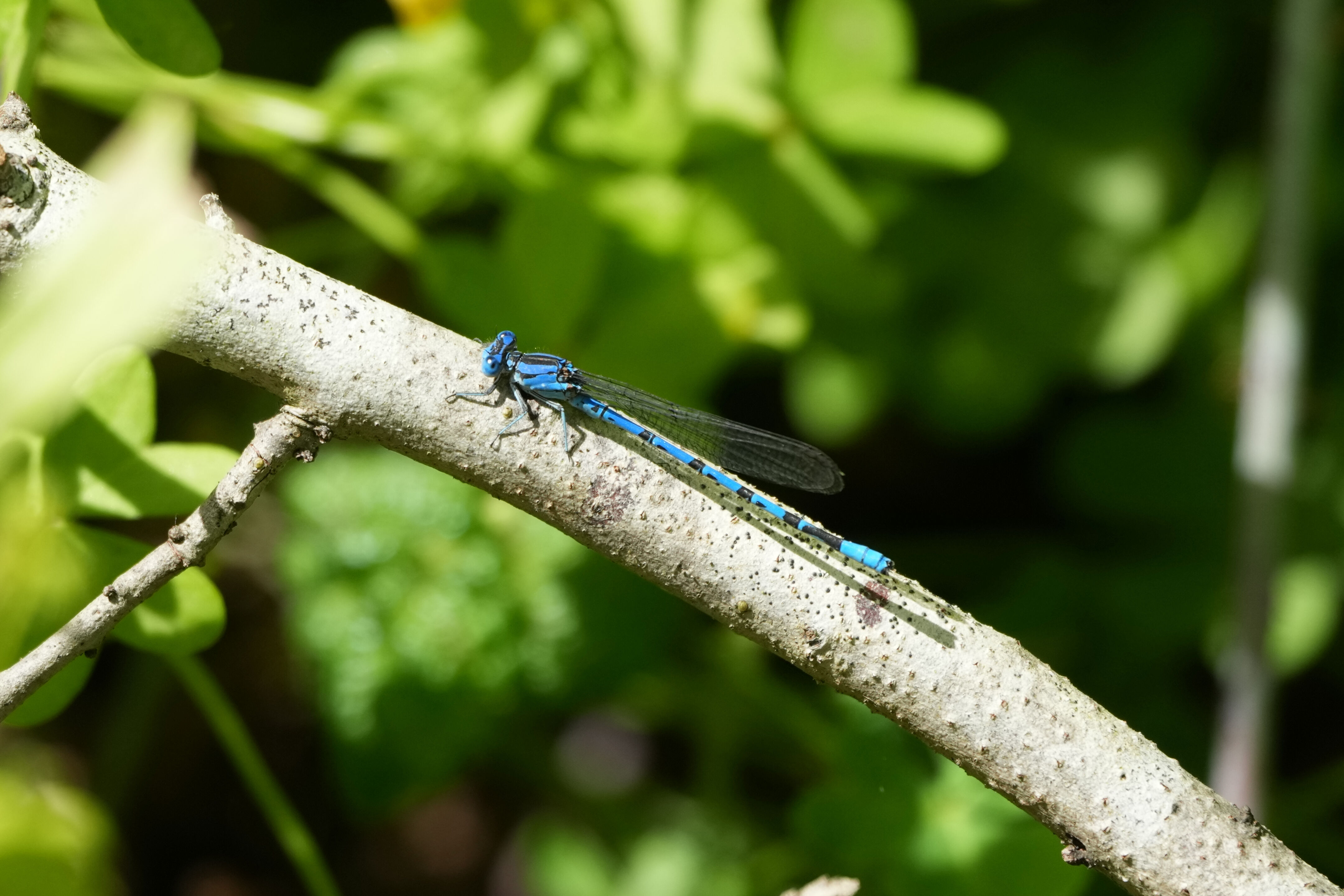 Lake Chabot Regional Park