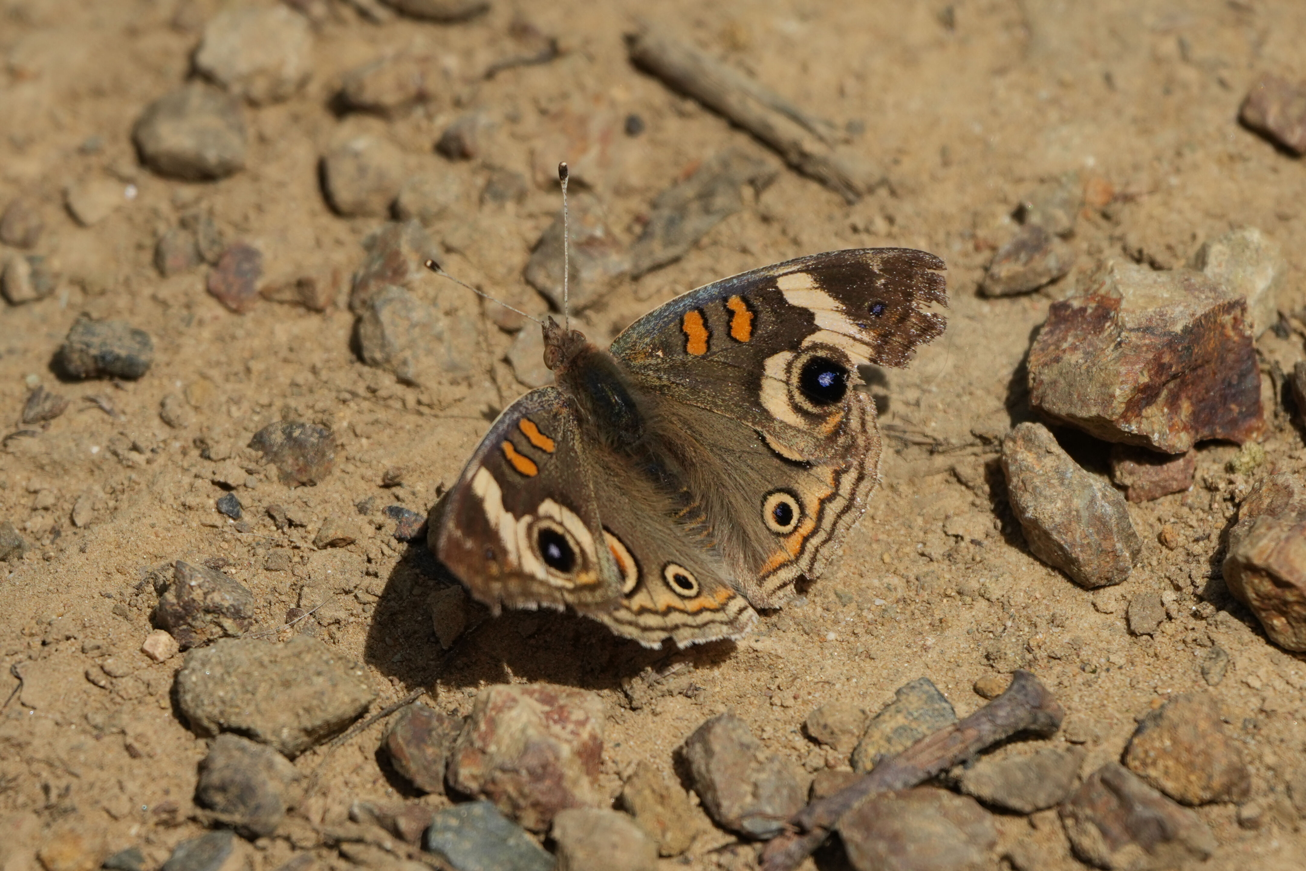 Lake Chabot Regional Park