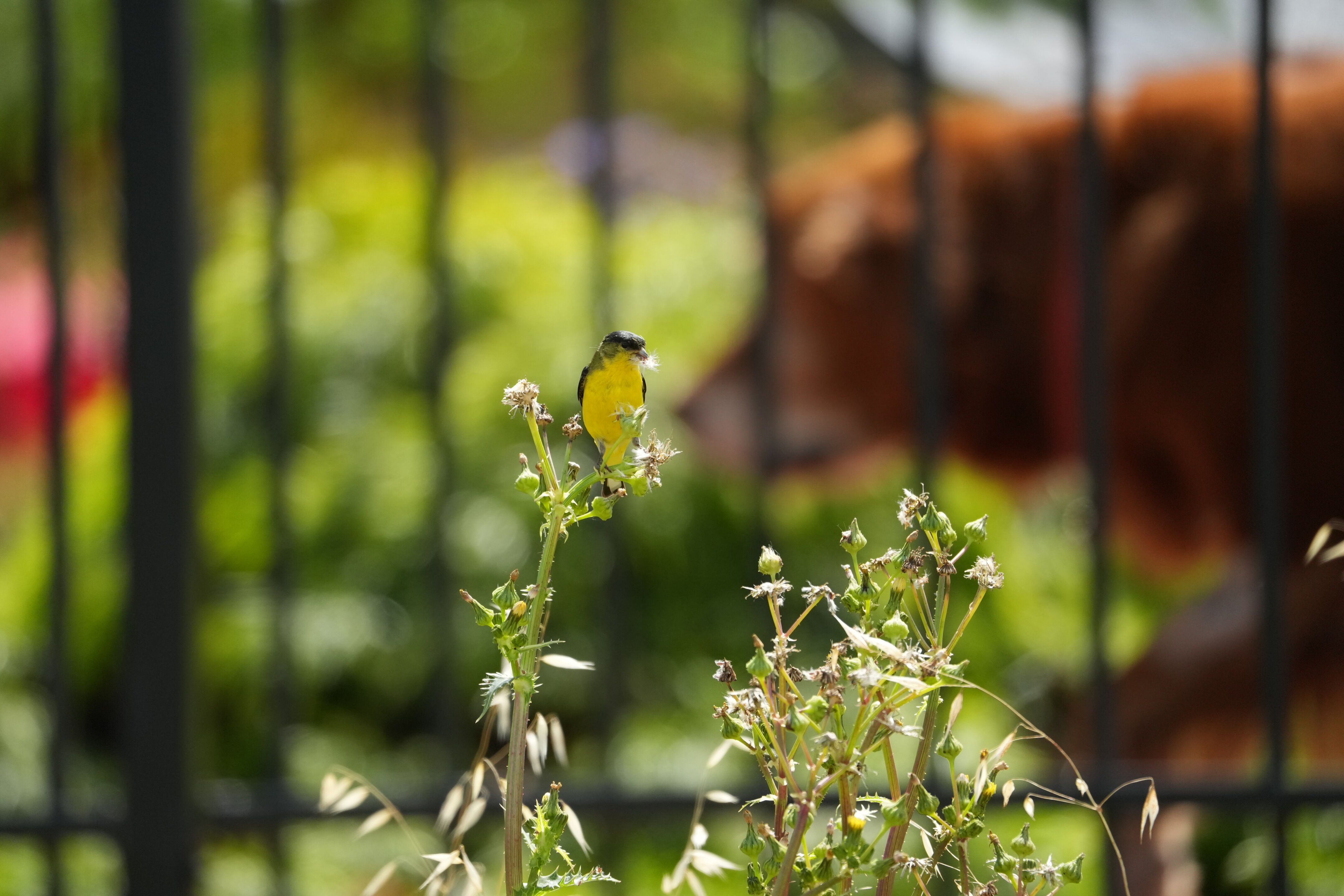 Lake Chabot Regional Park