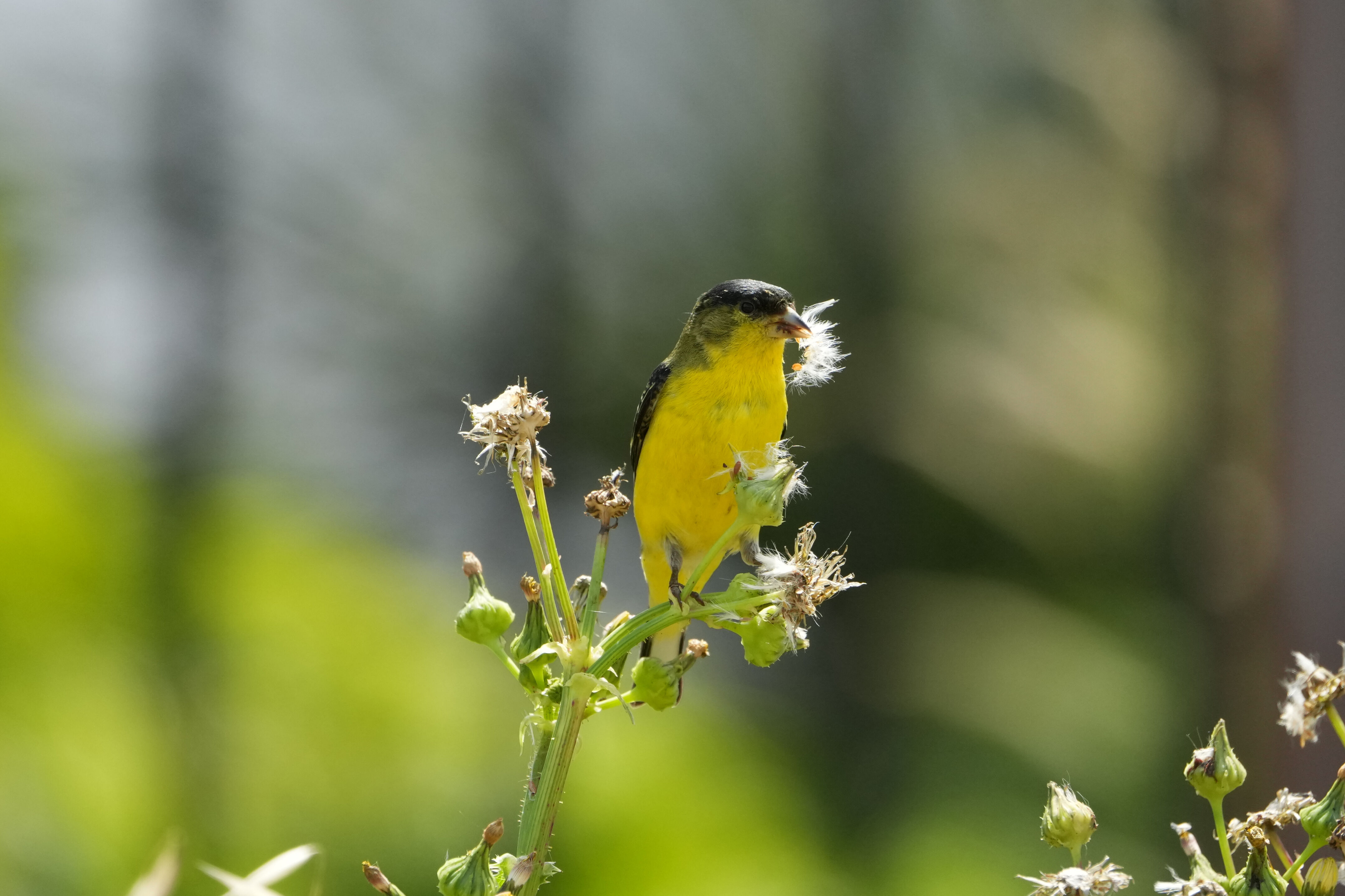 Lake Chabot Regional Park