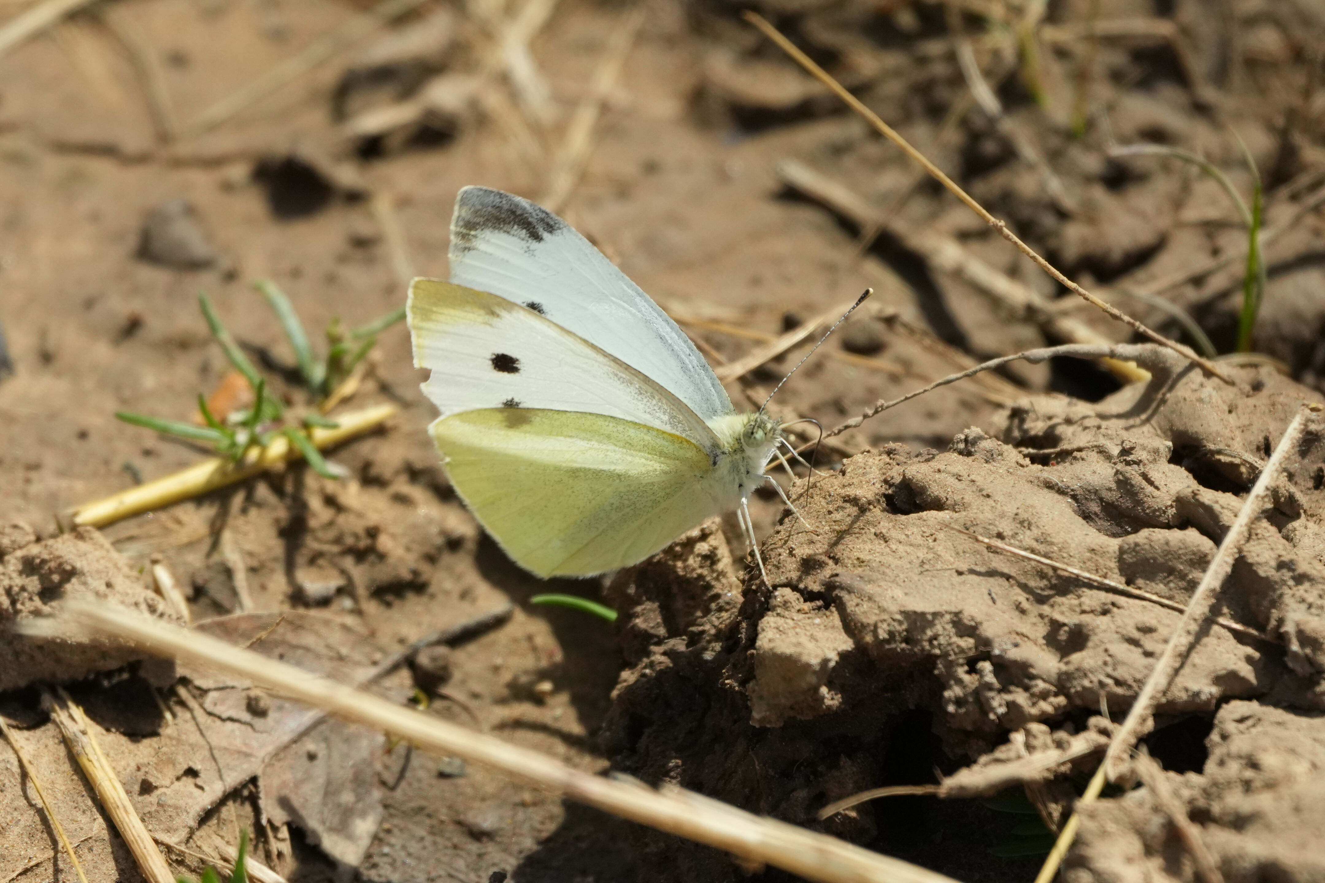 Lake Chabot Regional Park