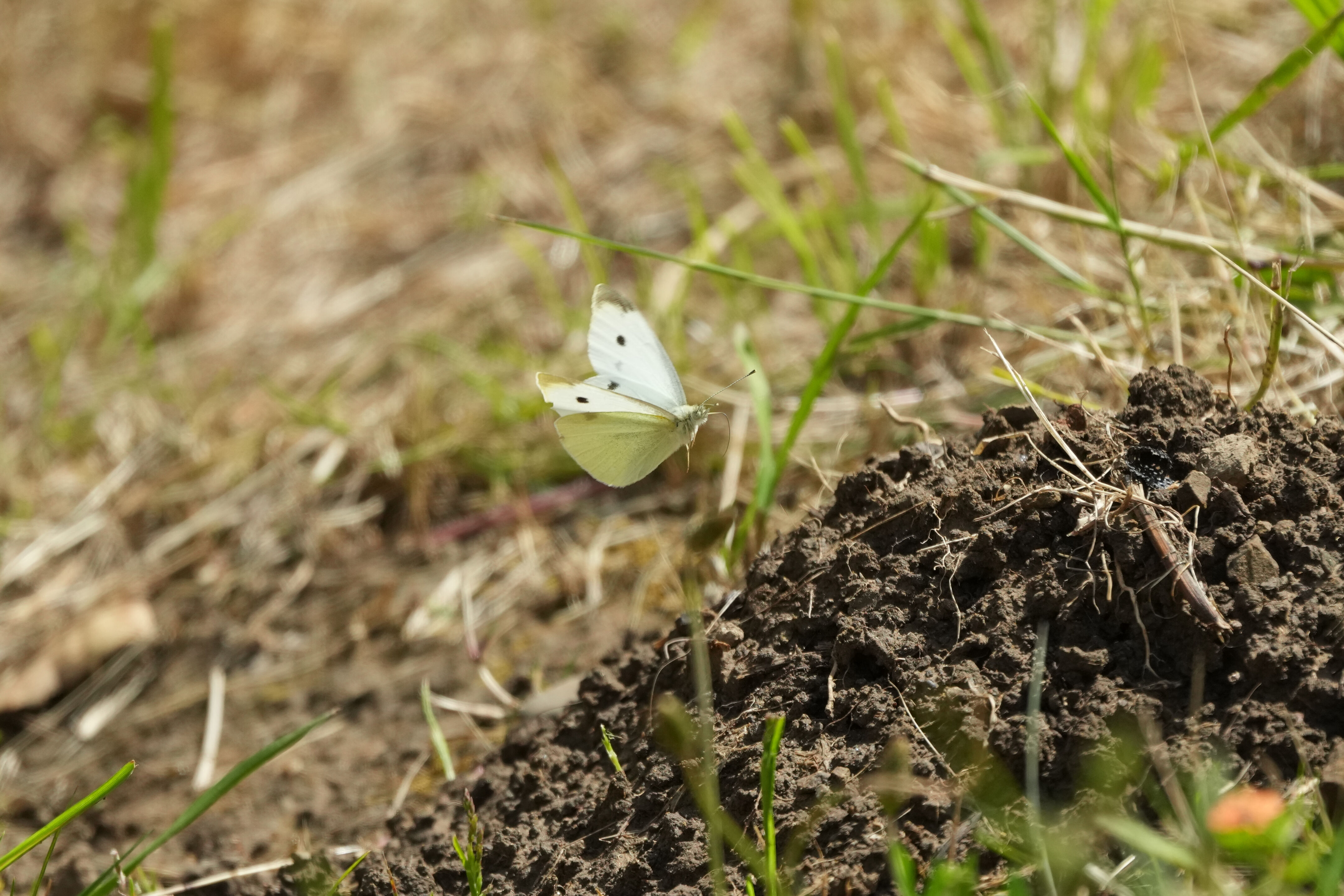 Lake Chabot Regional Park