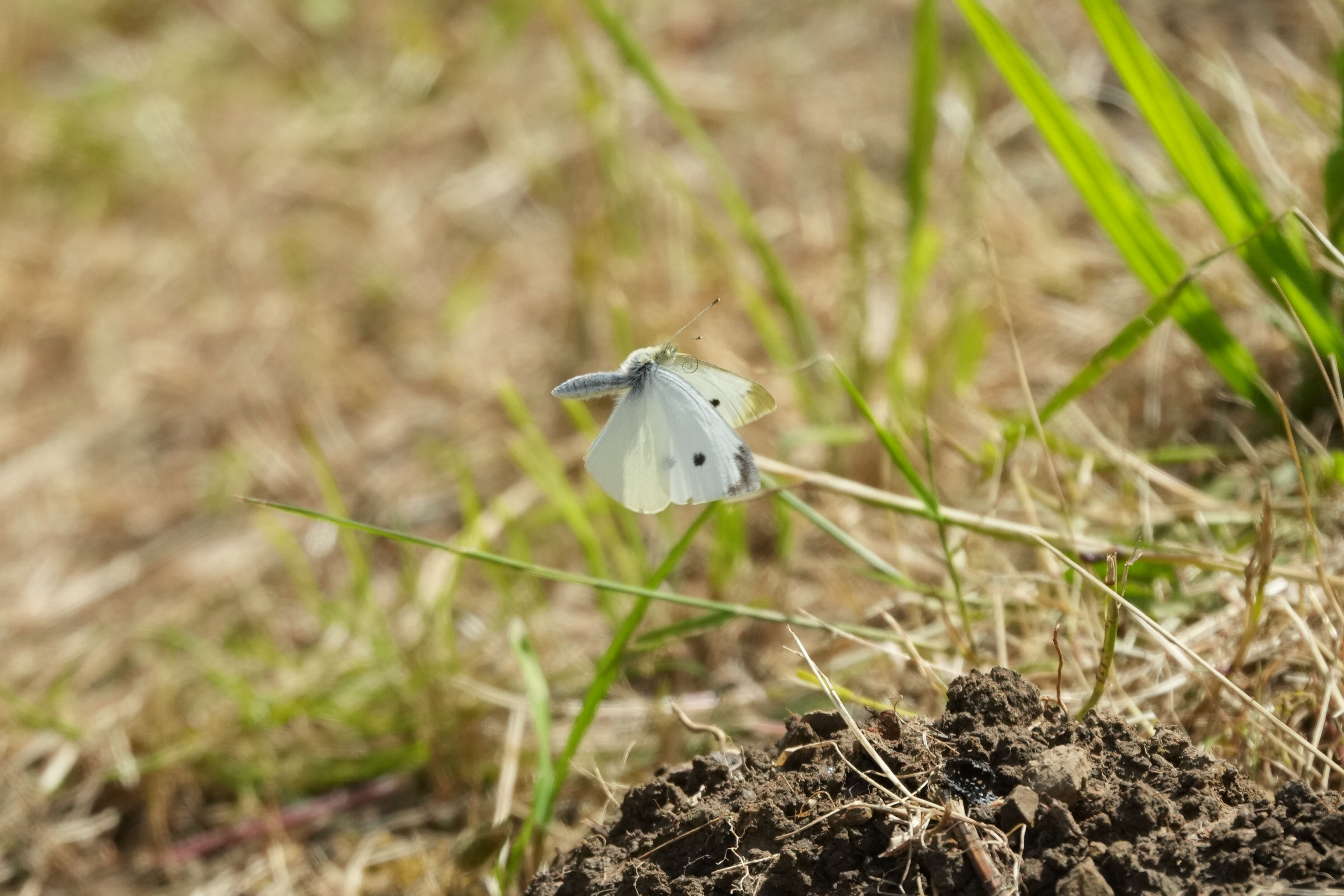 Lake Chabot Regional Park