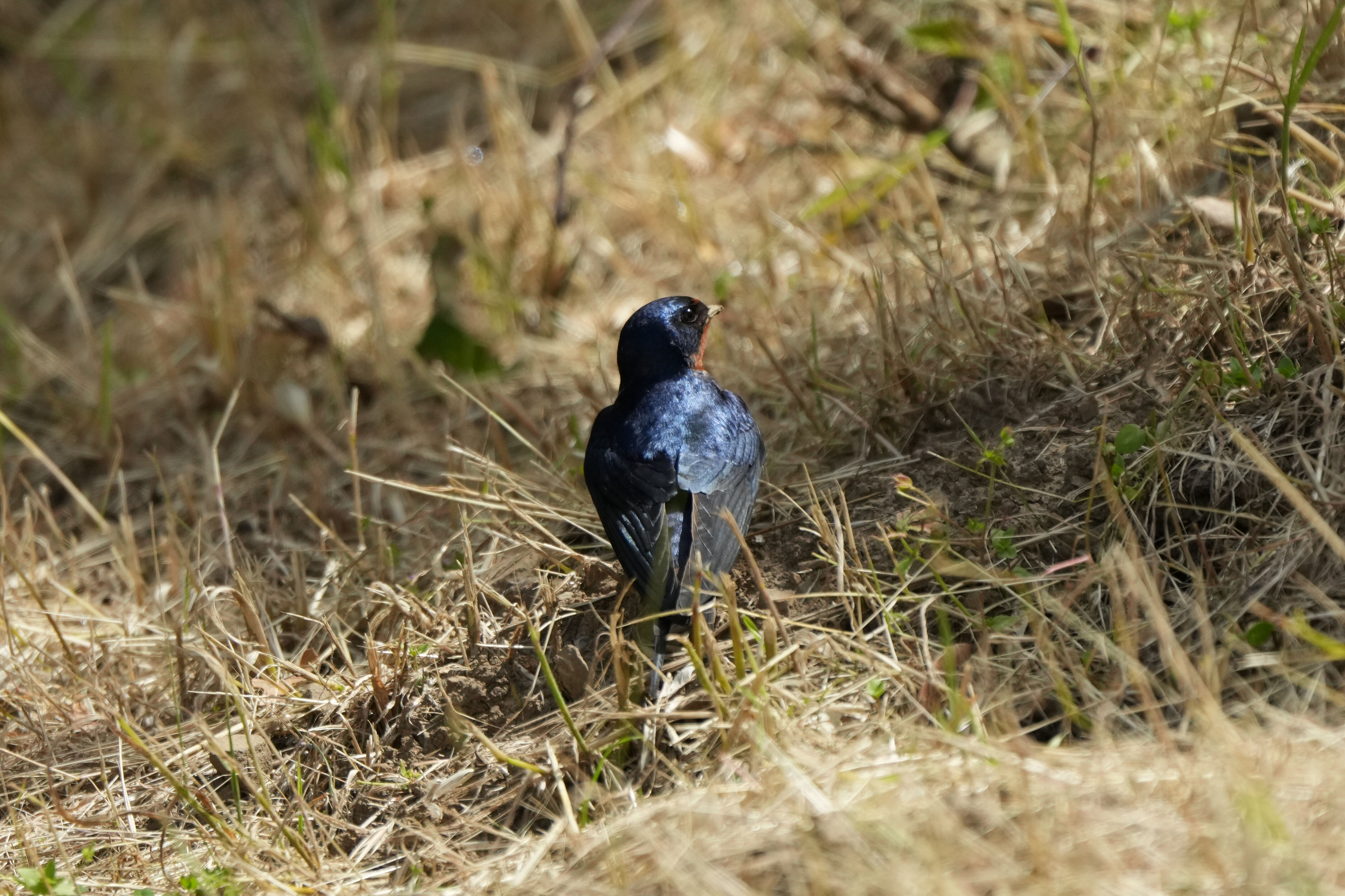 Lake Chabot Regional Park