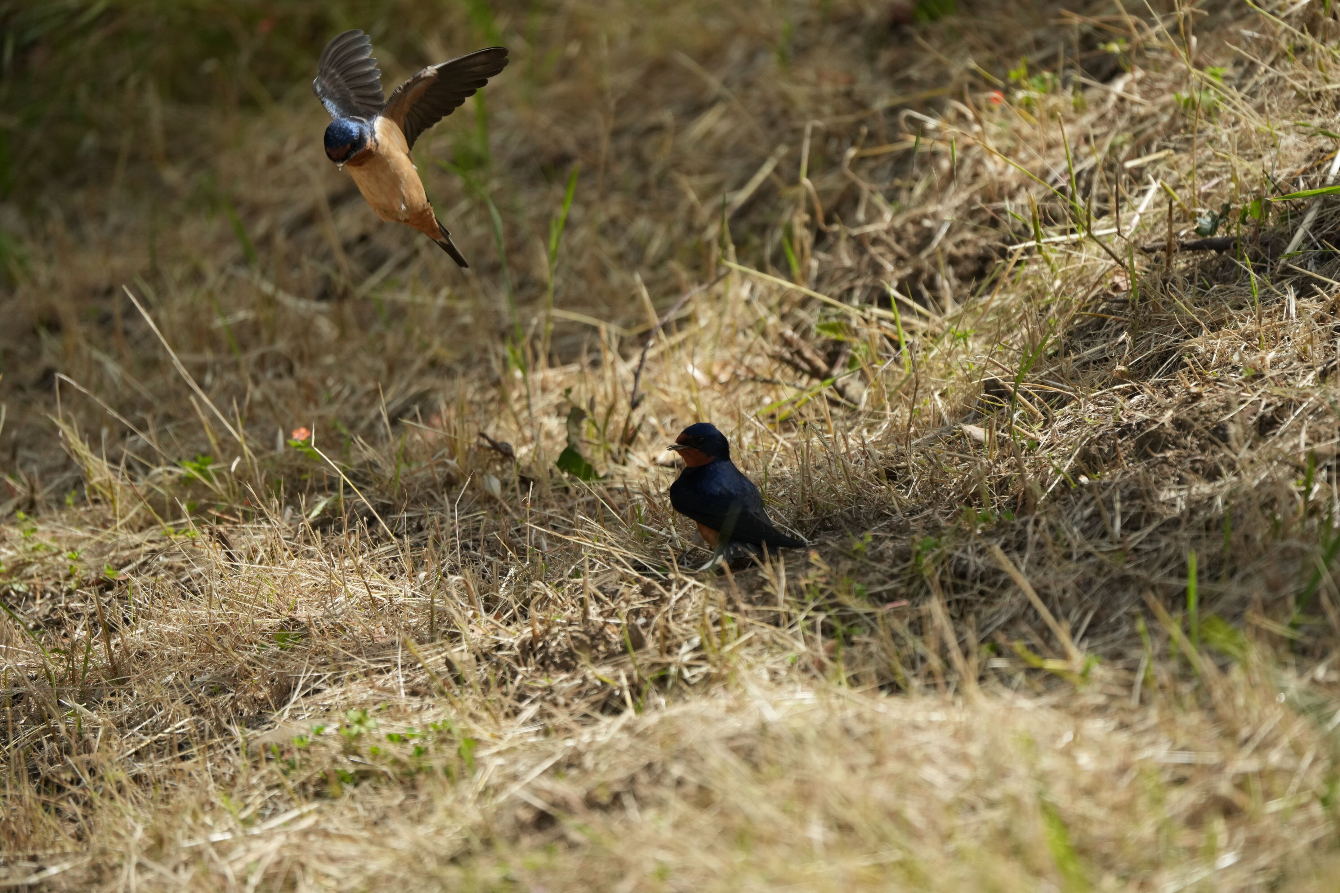Lake Chabot Regional Park
