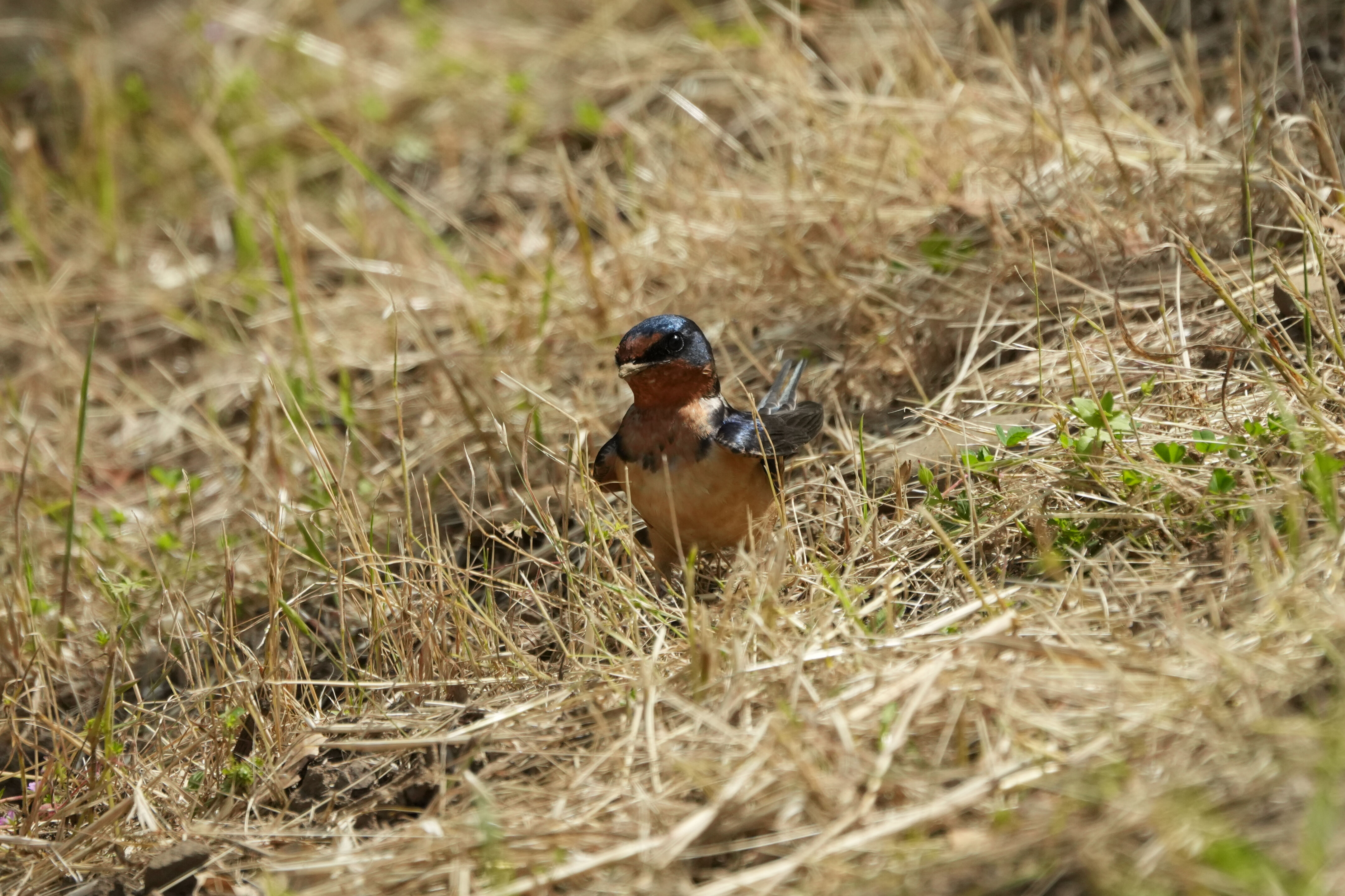 Lake Chabot Regional Park