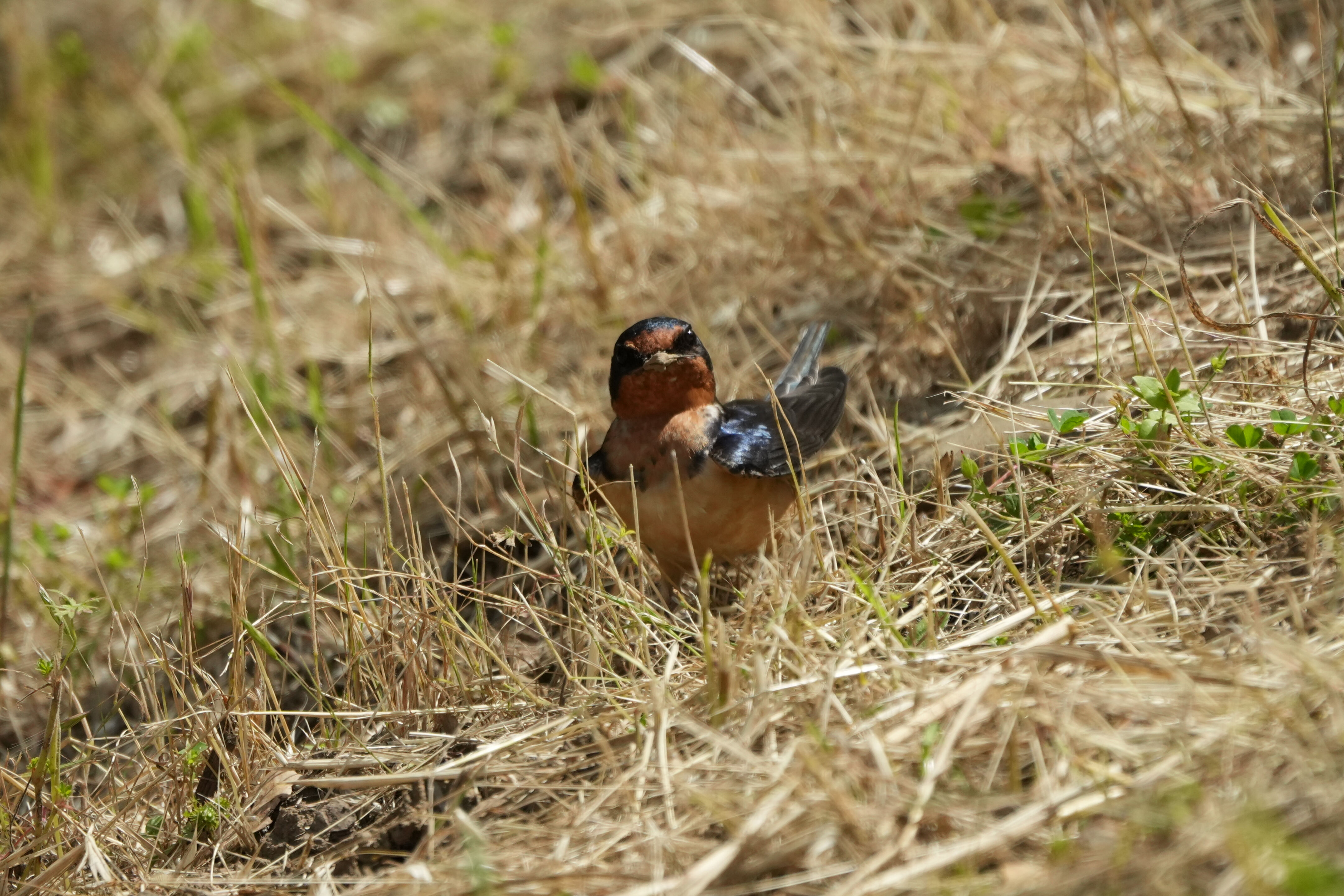 Lake Chabot Regional Park