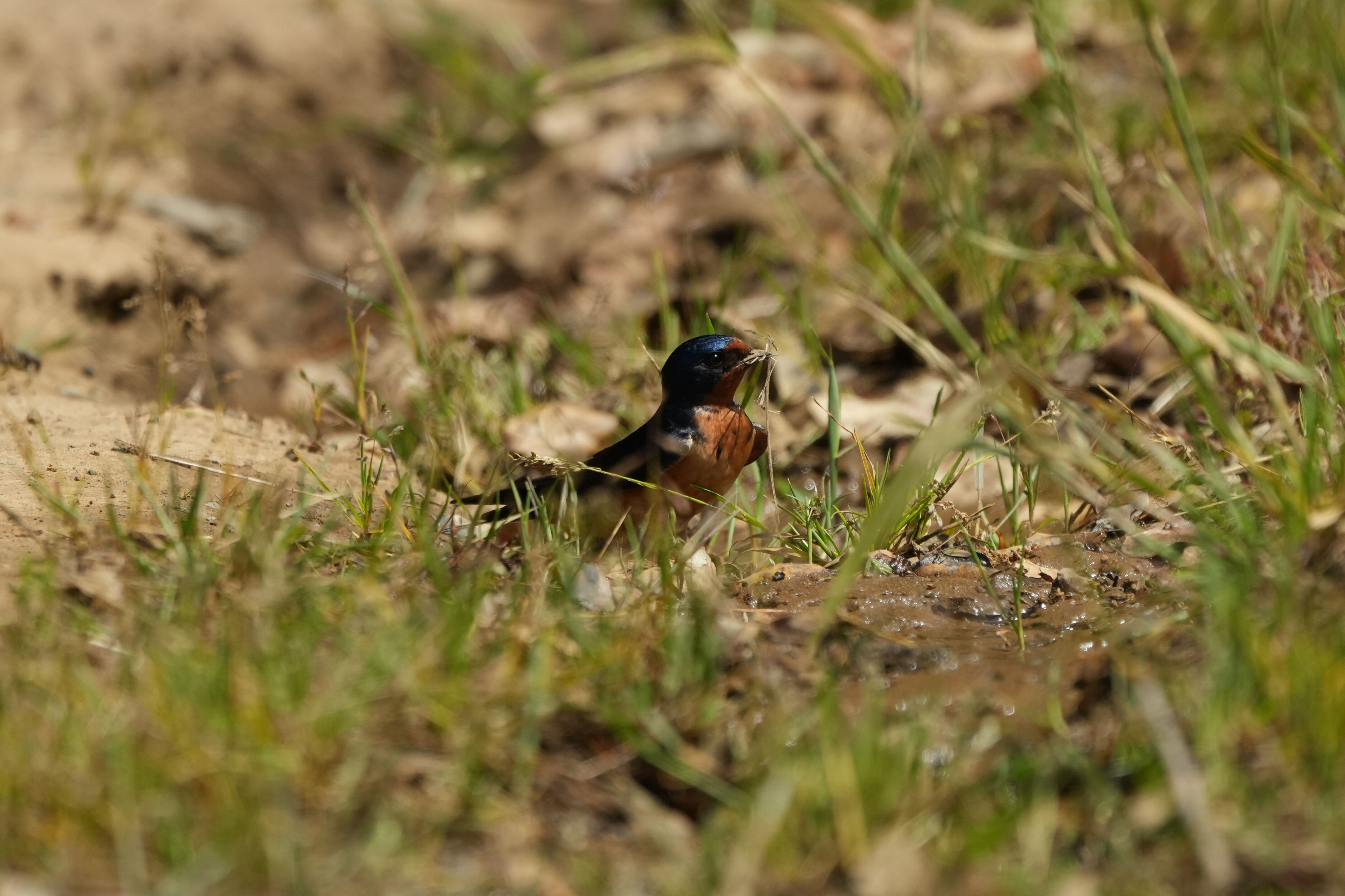 Lake Chabot Regional Park