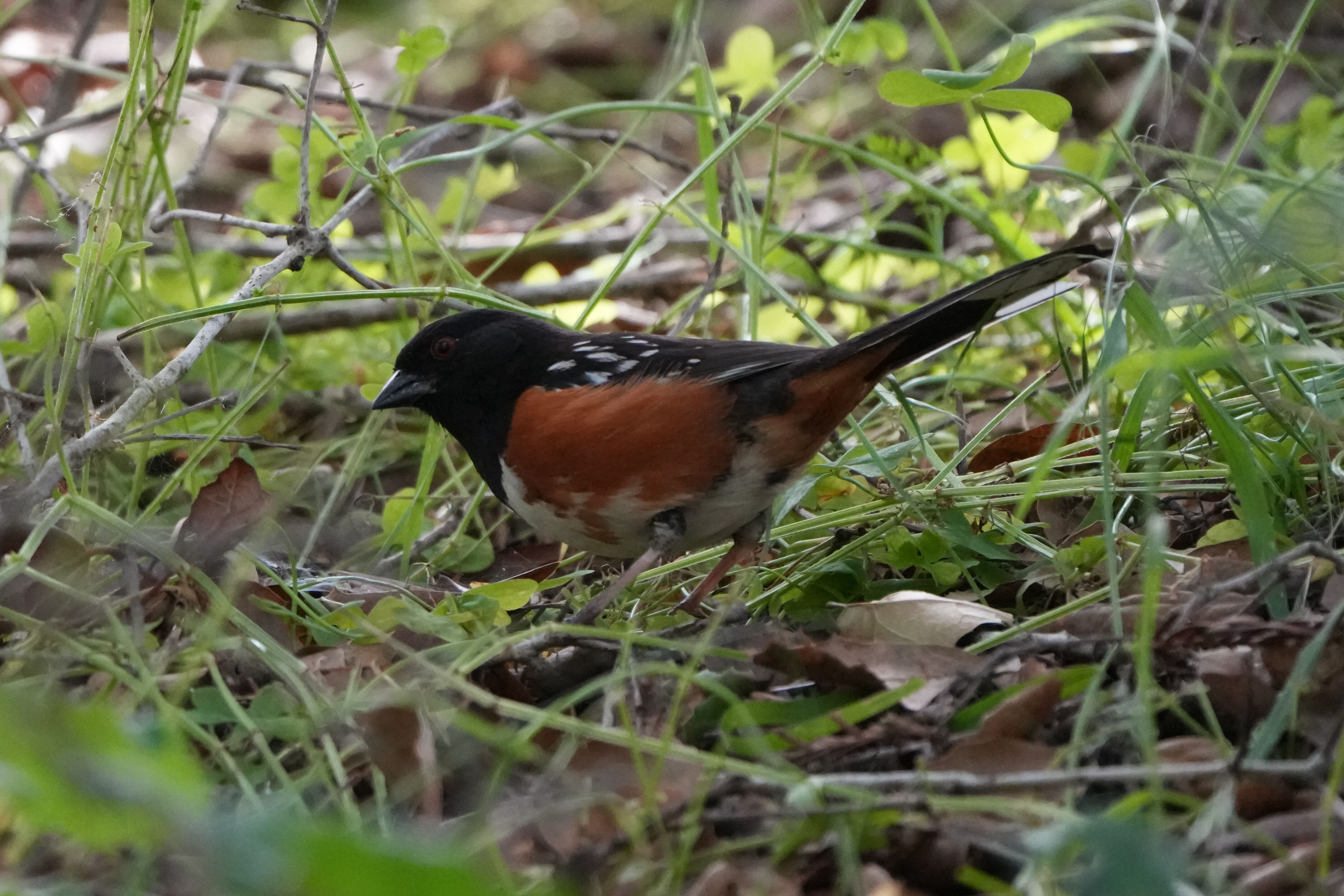 Lake Chabot Regional Park
