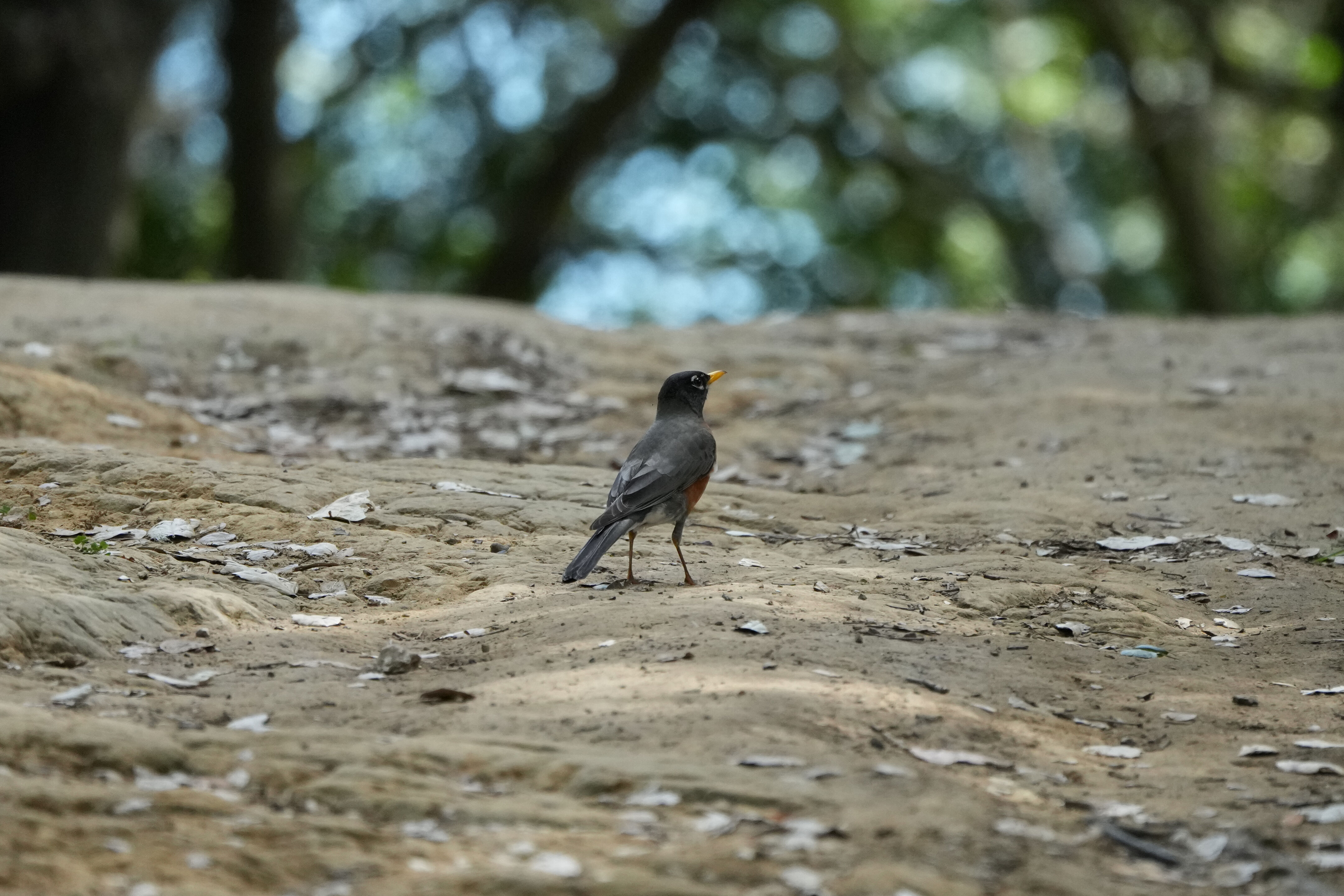 Lake Chabot Regional Park