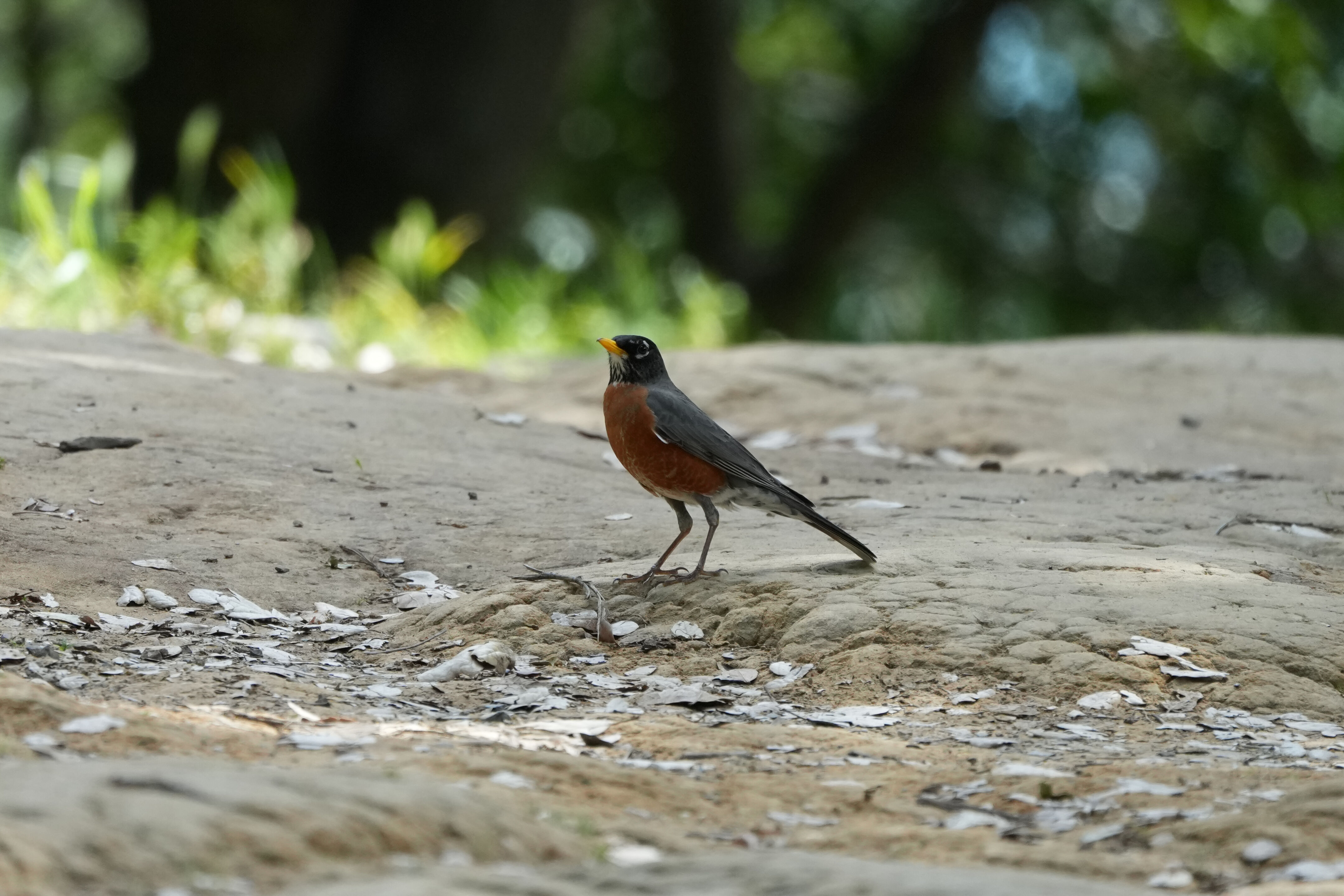 Lake Chabot Regional Park