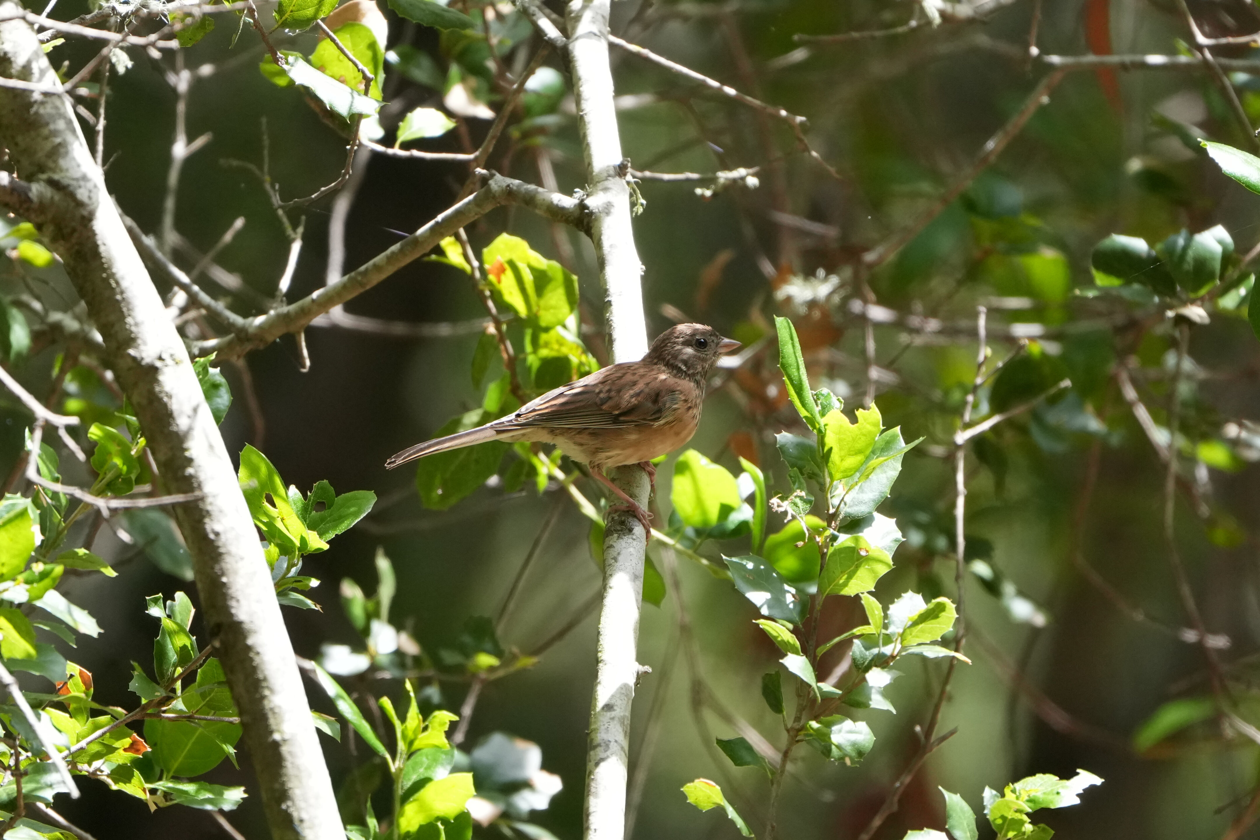 Lake Chabot Regional Park