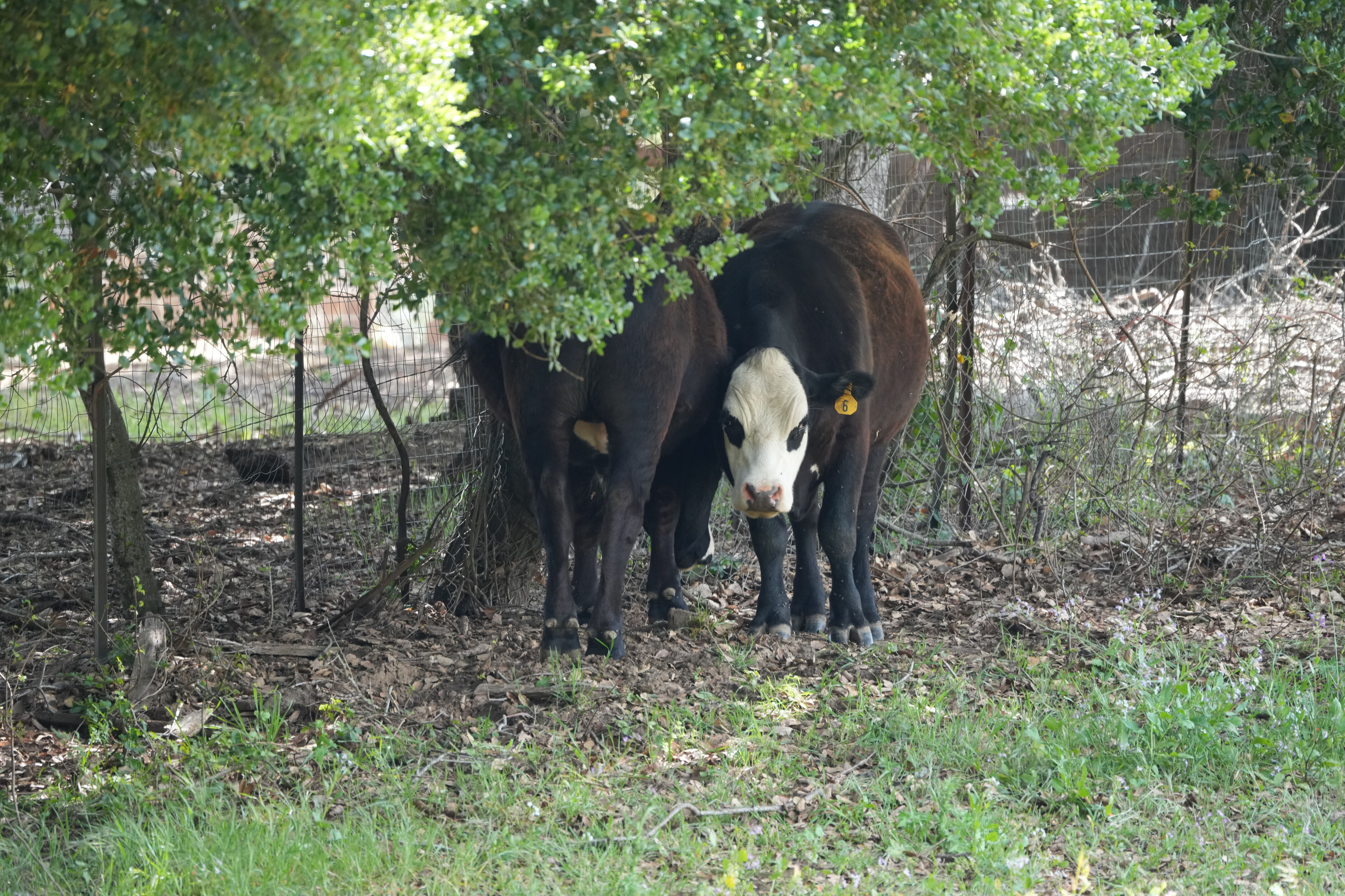 Lake Chabot Regional Park