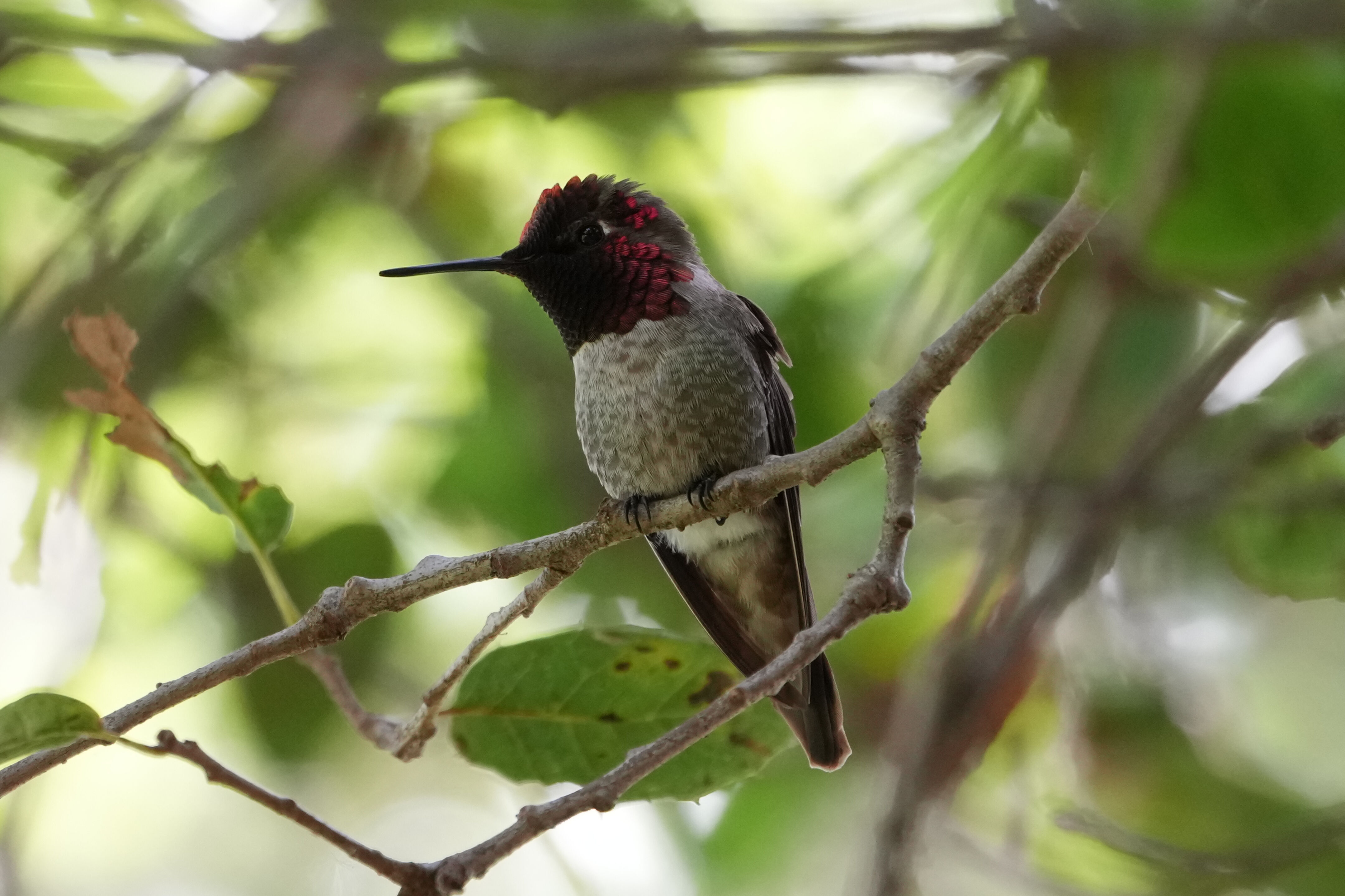 Lake Chabot Regional Park