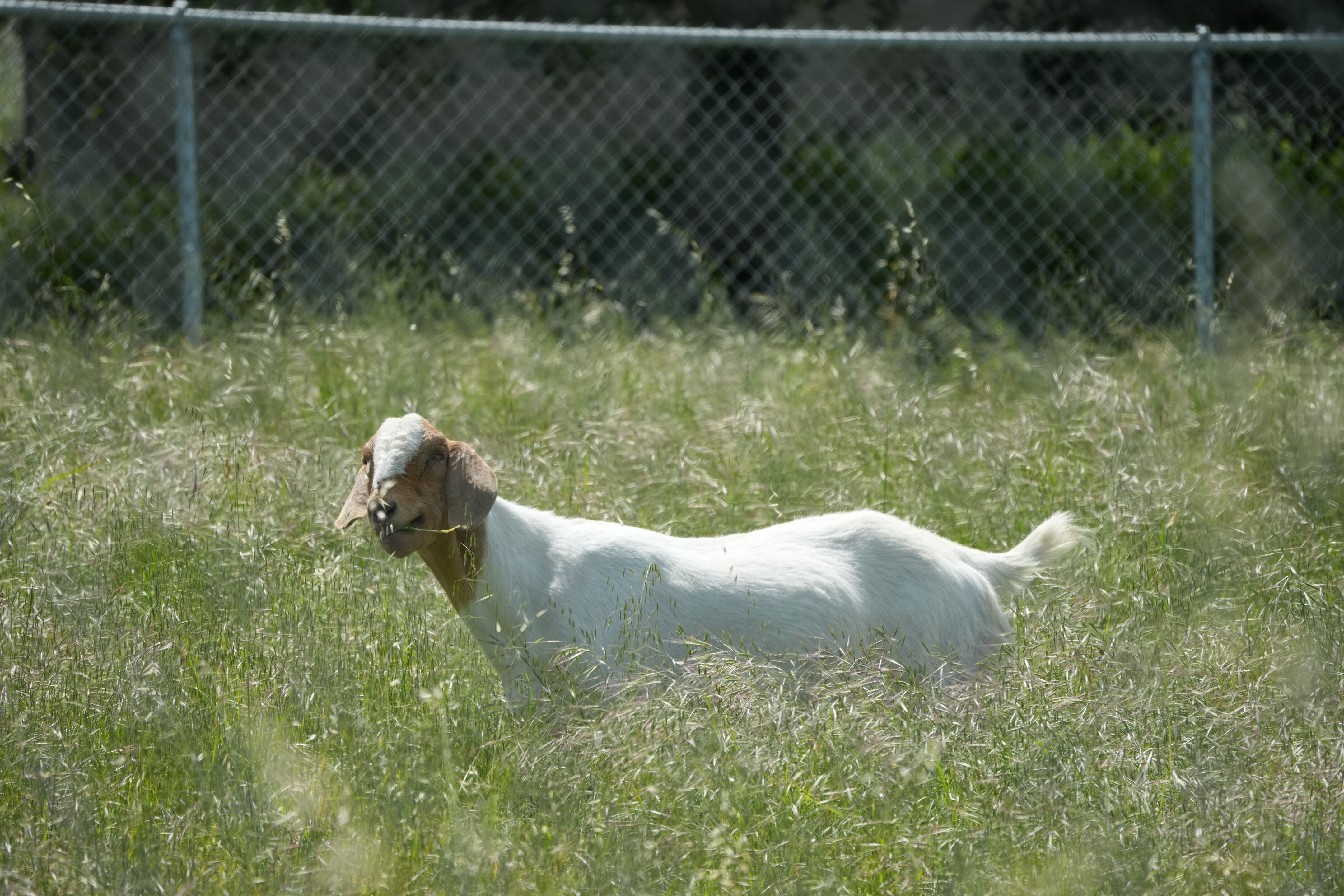 Lake Chabot Regional Park