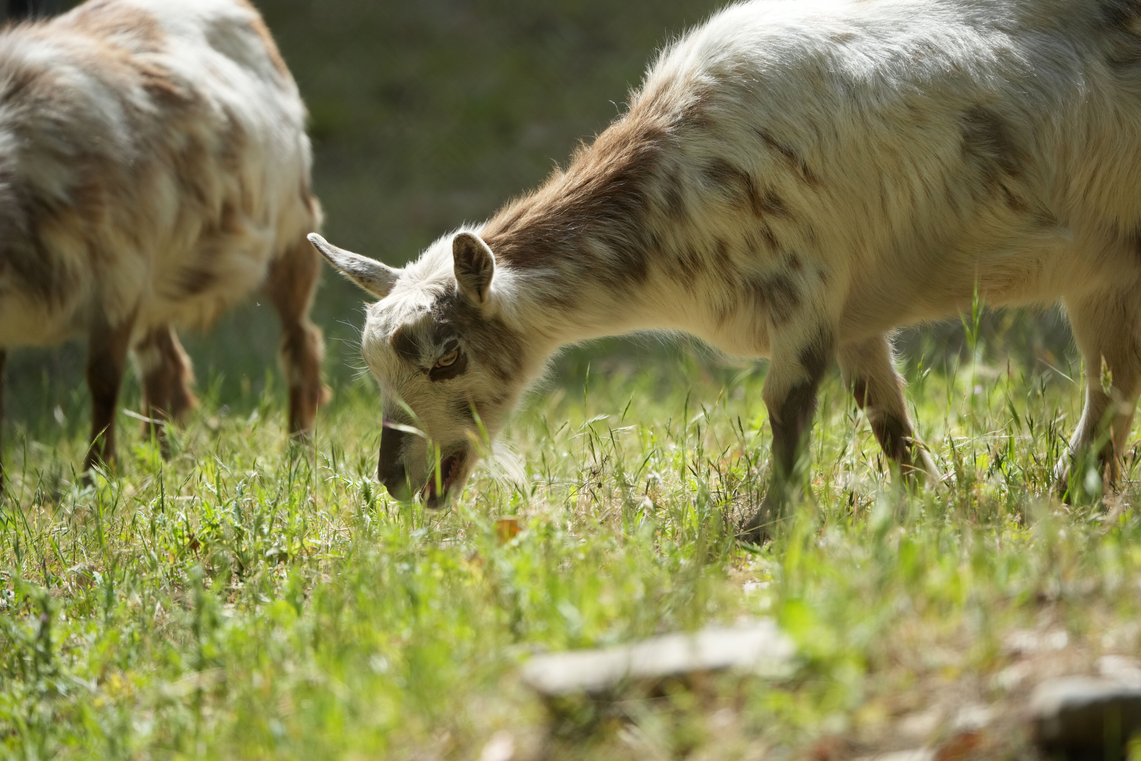 Lake Chabot Regional Park