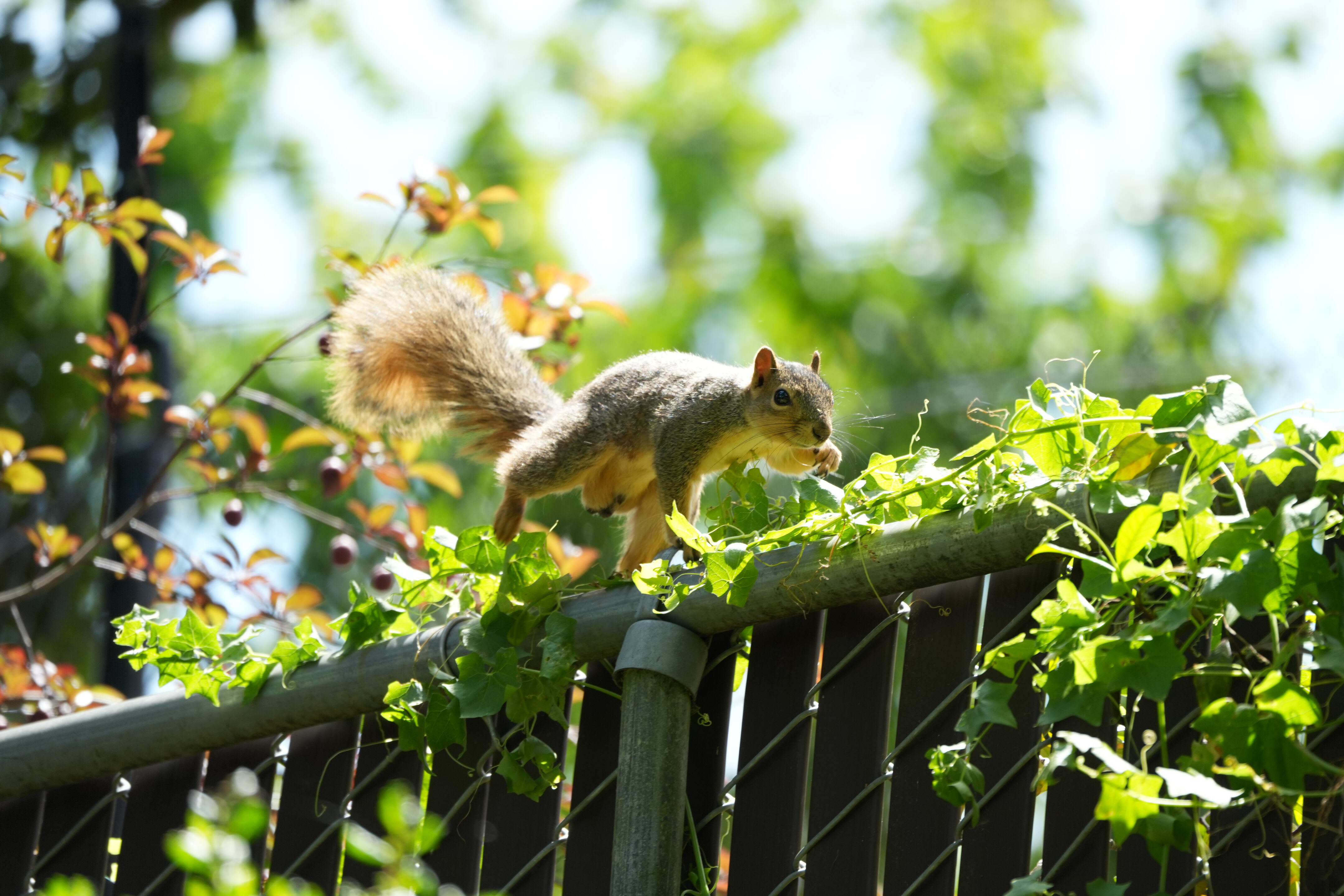 Lake Chabot Regional Park