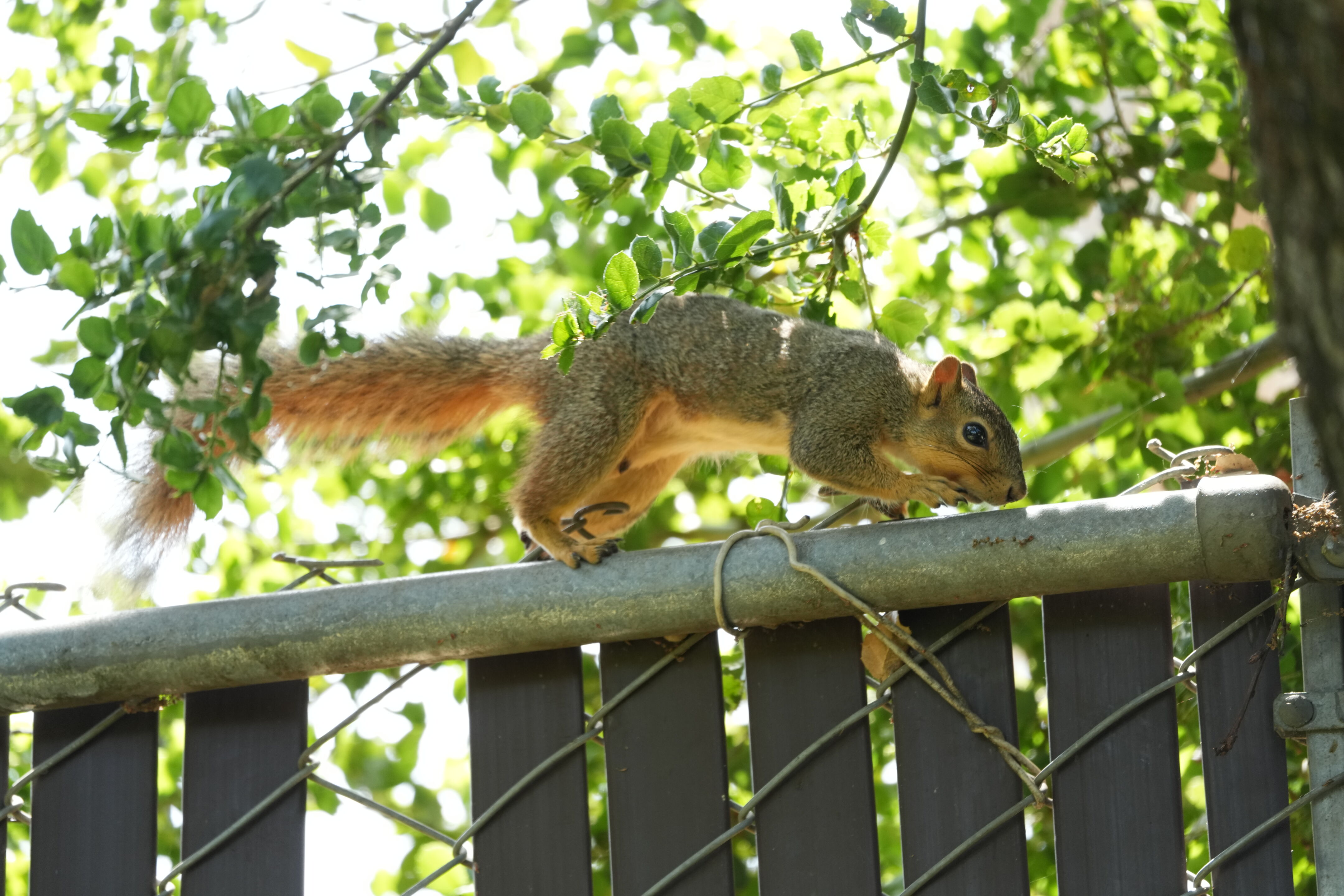 Lake Chabot Regional Park
