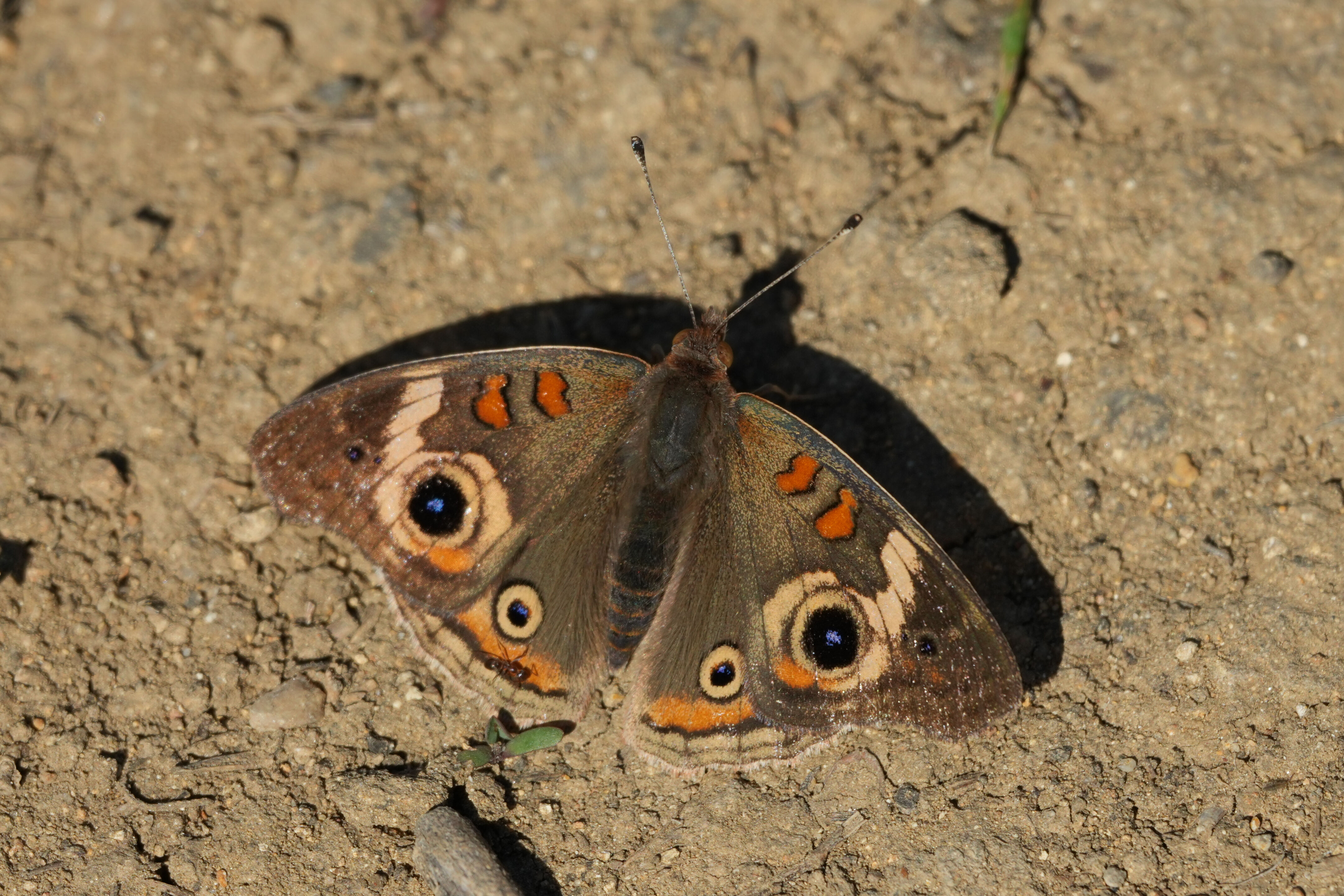Tilden Regional Park