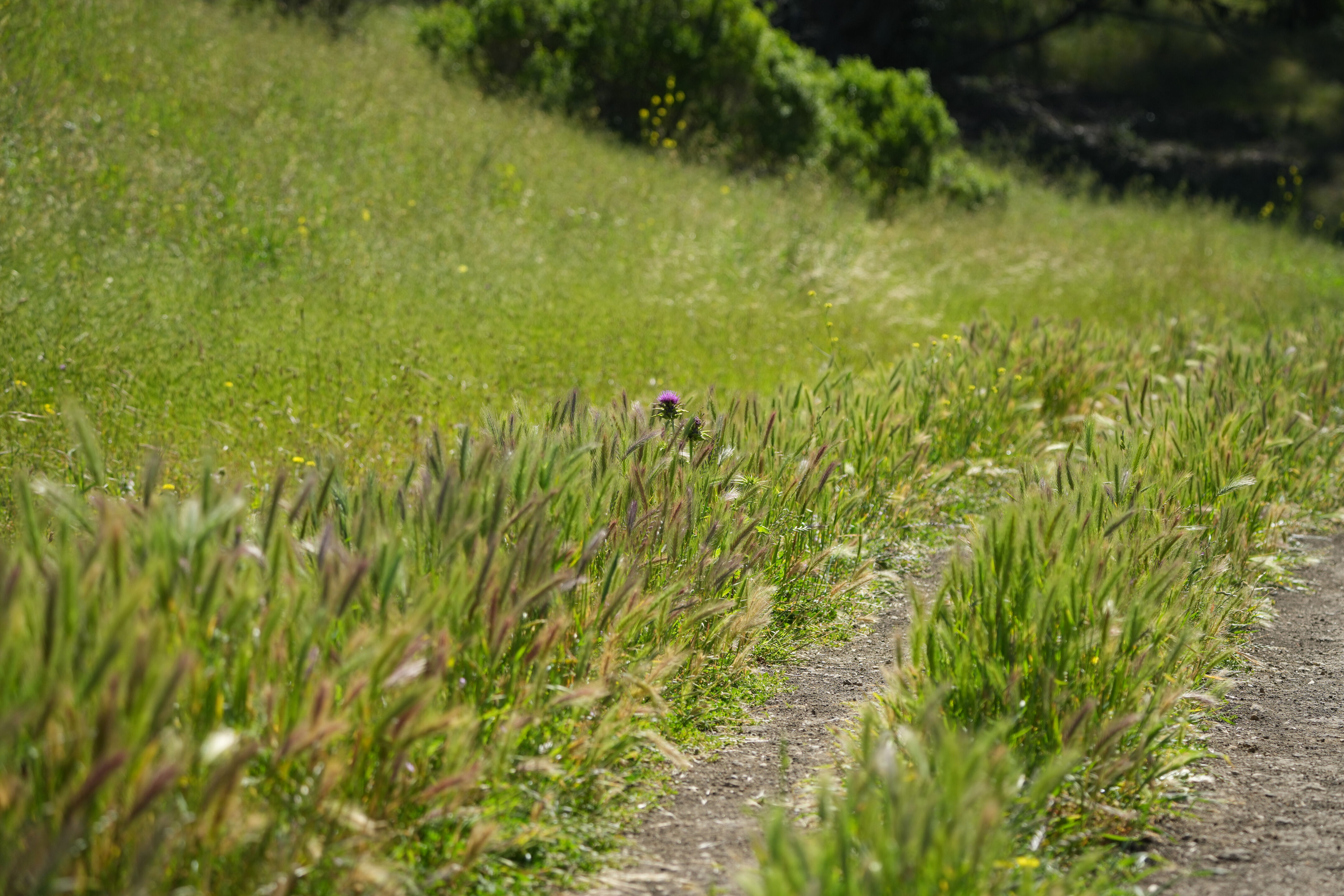Tilden Regional Park