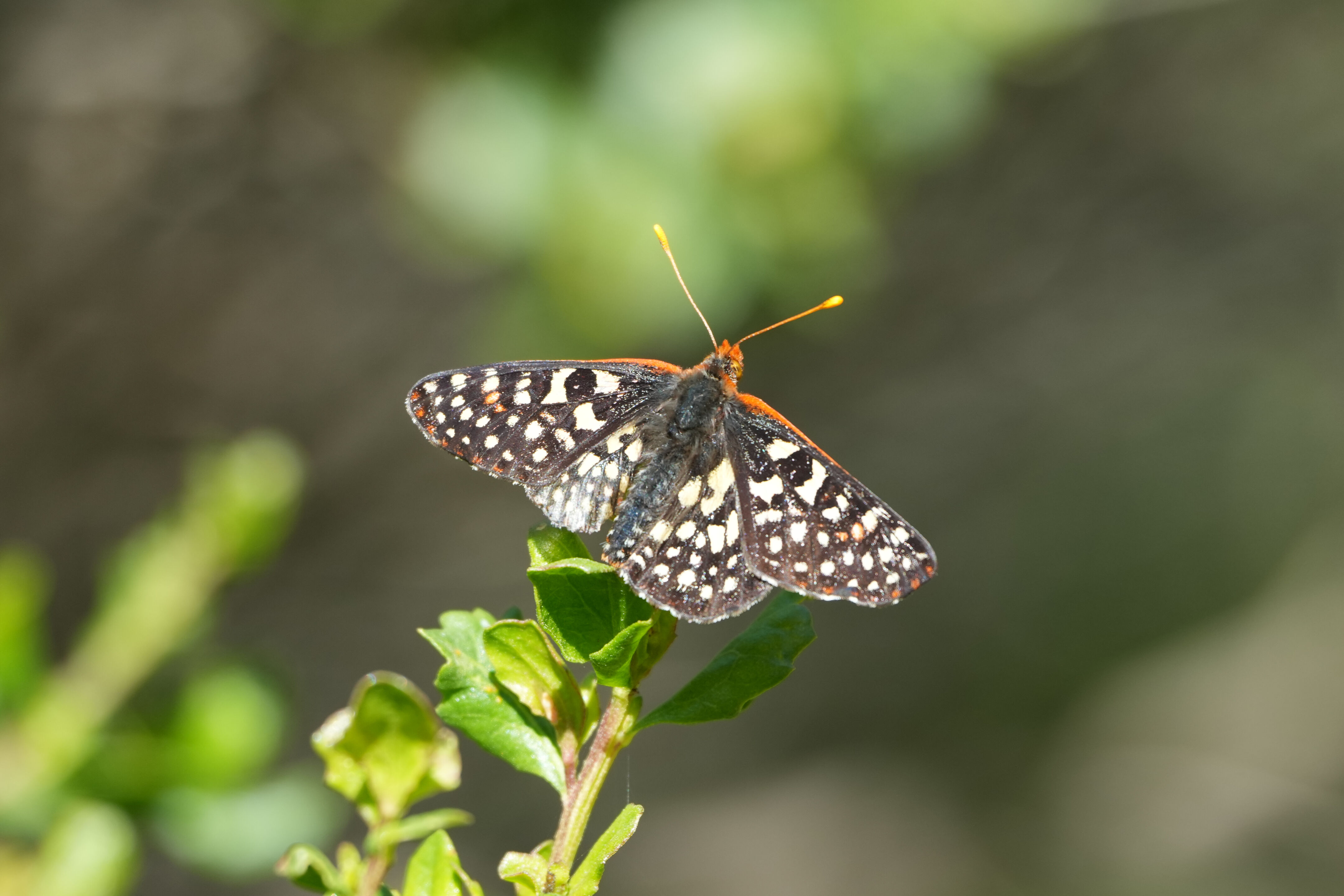 Tilden Regional Park
